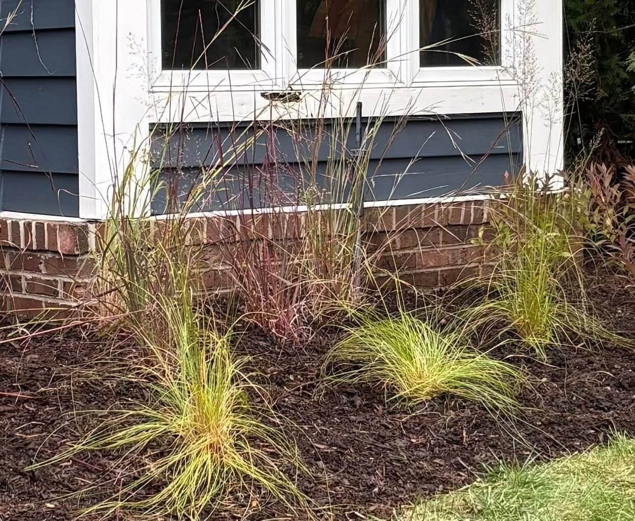 Close-up of native grasses and foundation plantings installed along a Chicago home creating structure and movement.