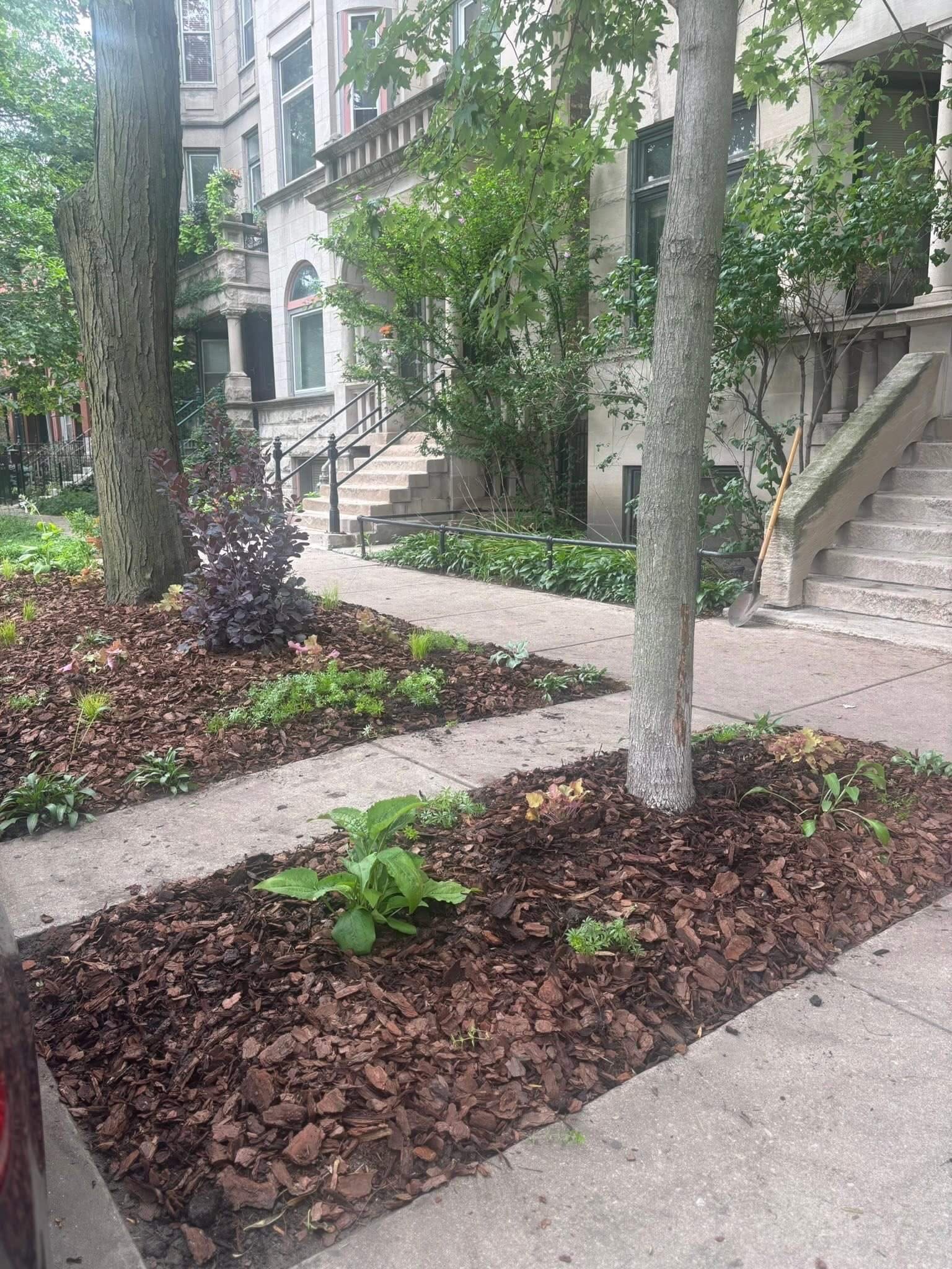 Finished Chicago parkway garden with native plants, fresh mulch, and structured planting design around street trees