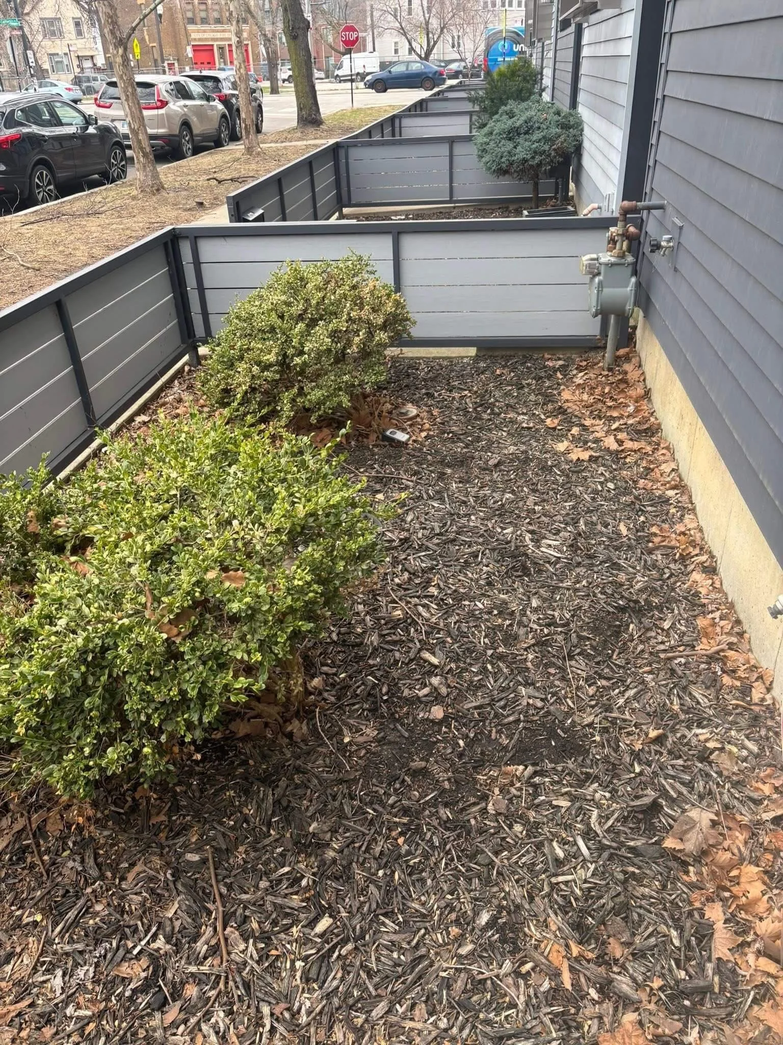 Before photo of a small urban front yard in Logan Square Chicago with sparse shrubs and mulch along a fenced foundation bed