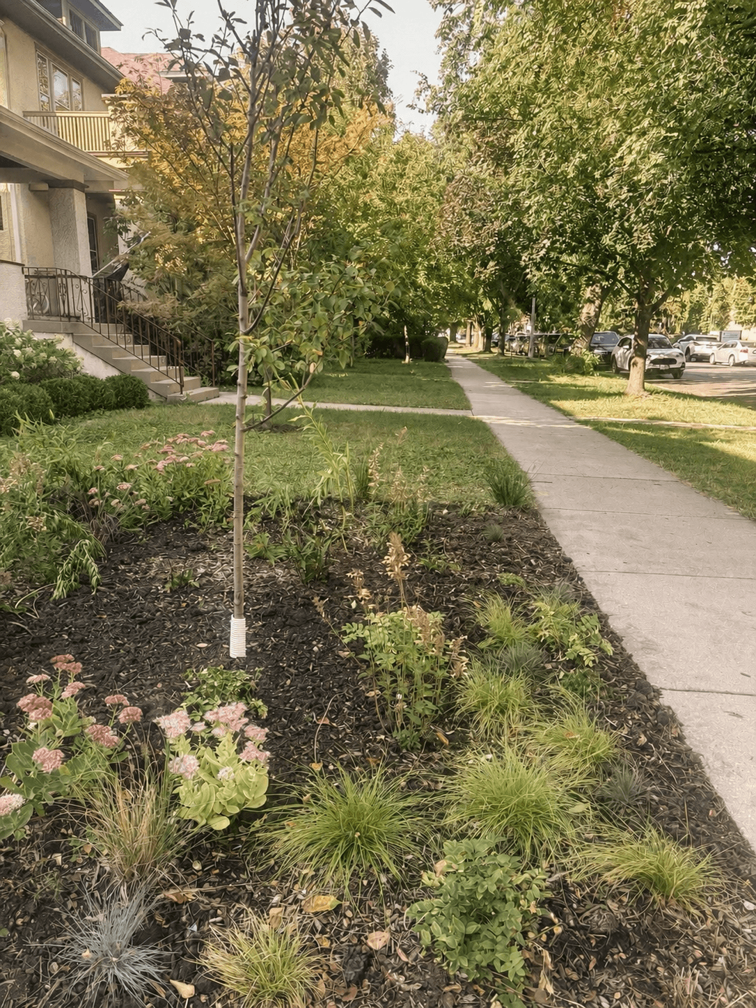 Year one: the garden starts knitting itself together with texture, movement, and seasonal color.