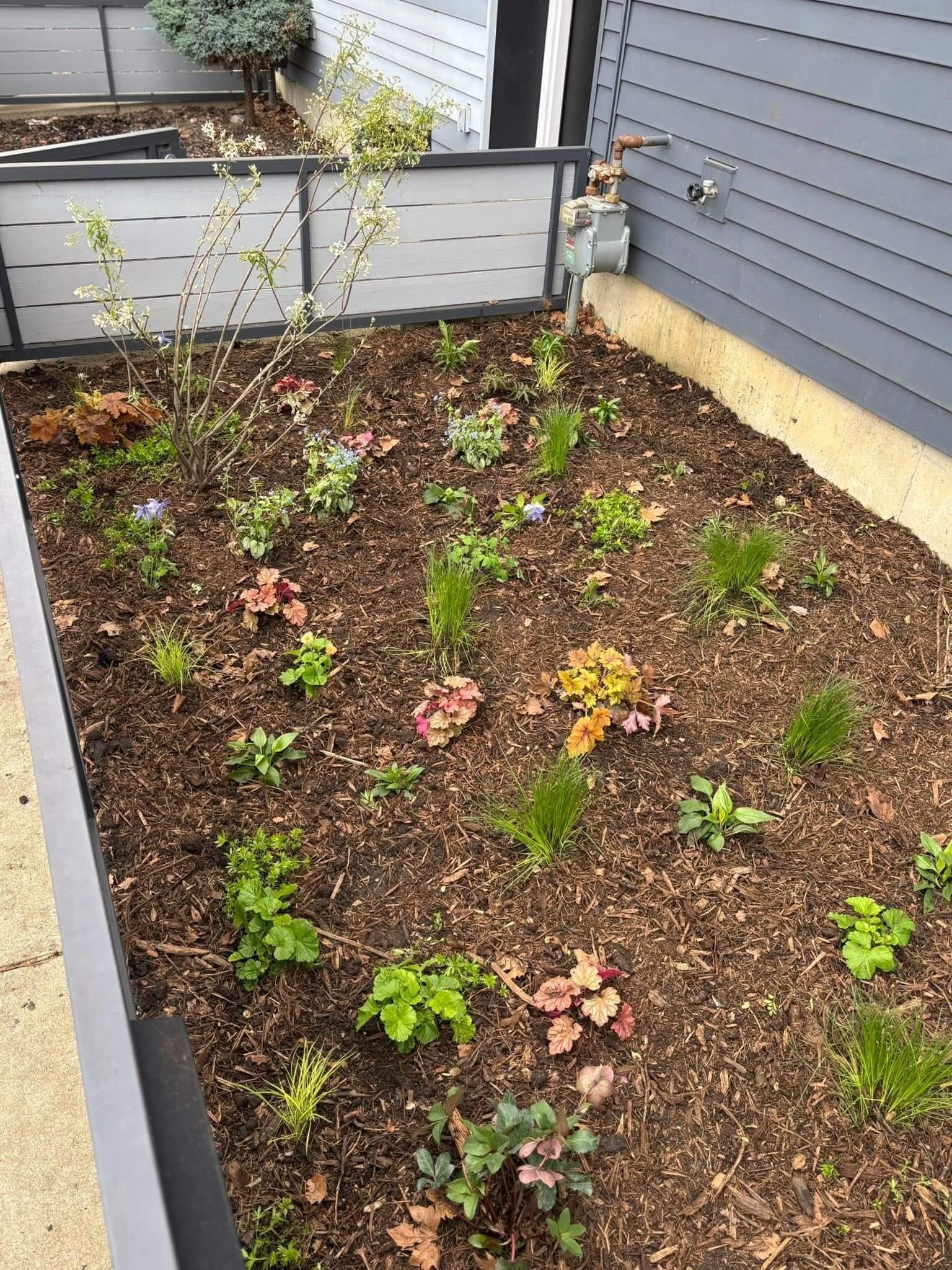 Newly planted native garden in a Logan Square urban front yard with young perennials, grasses, and fresh mulch