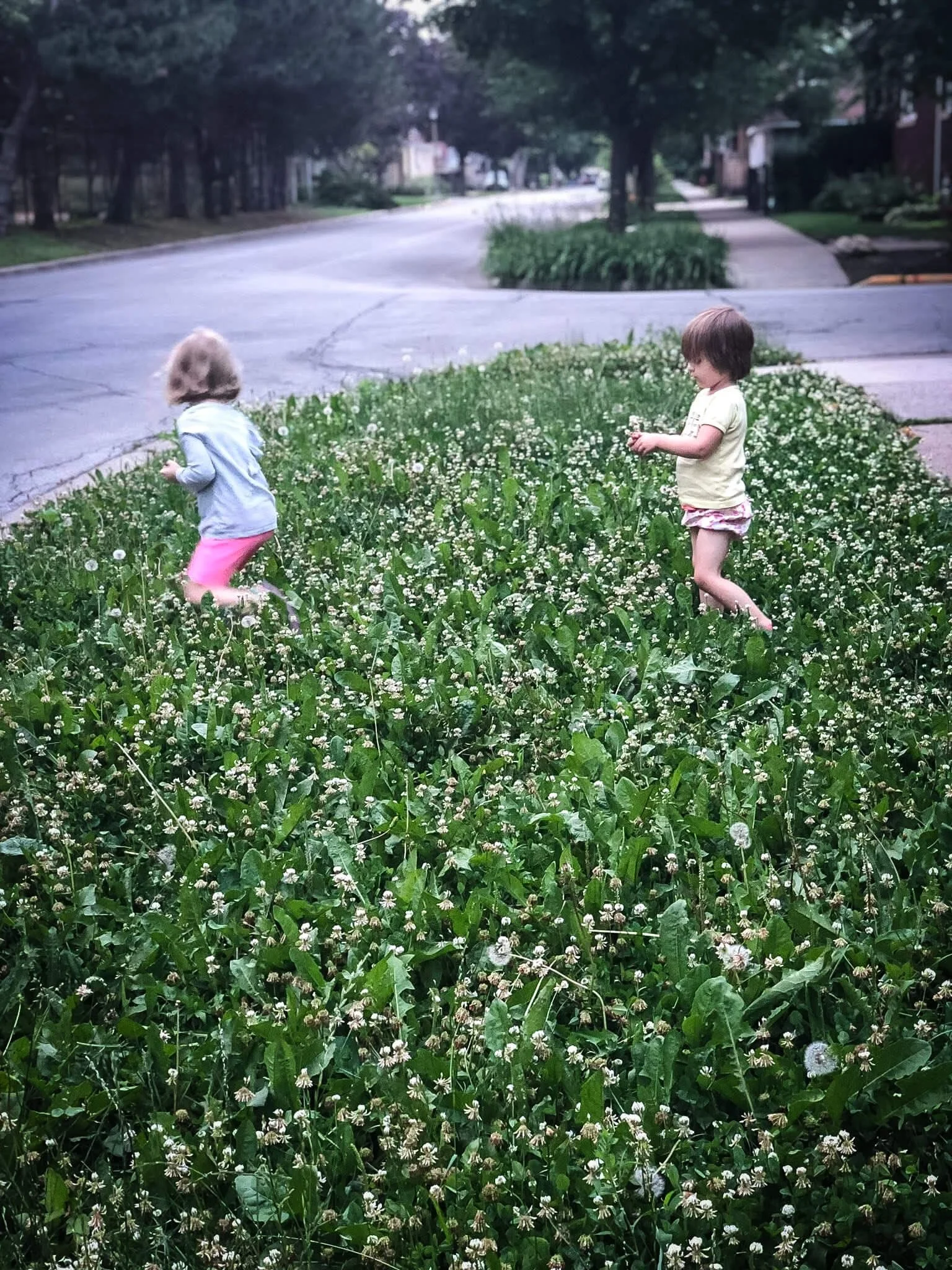 Children playing in clover lawn and natural pollinator-friendly yard.