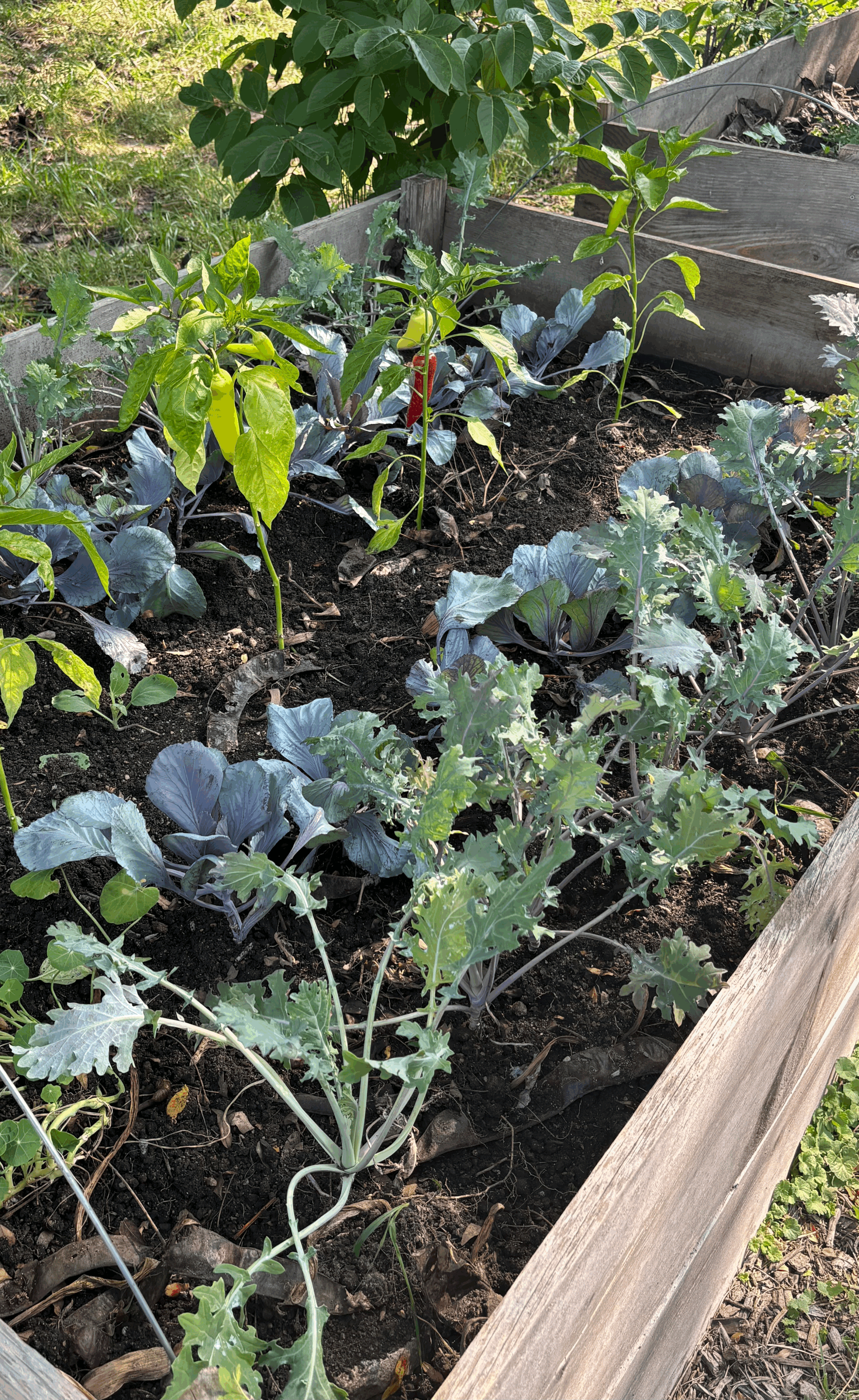 Made to Order RAISED BED KIT