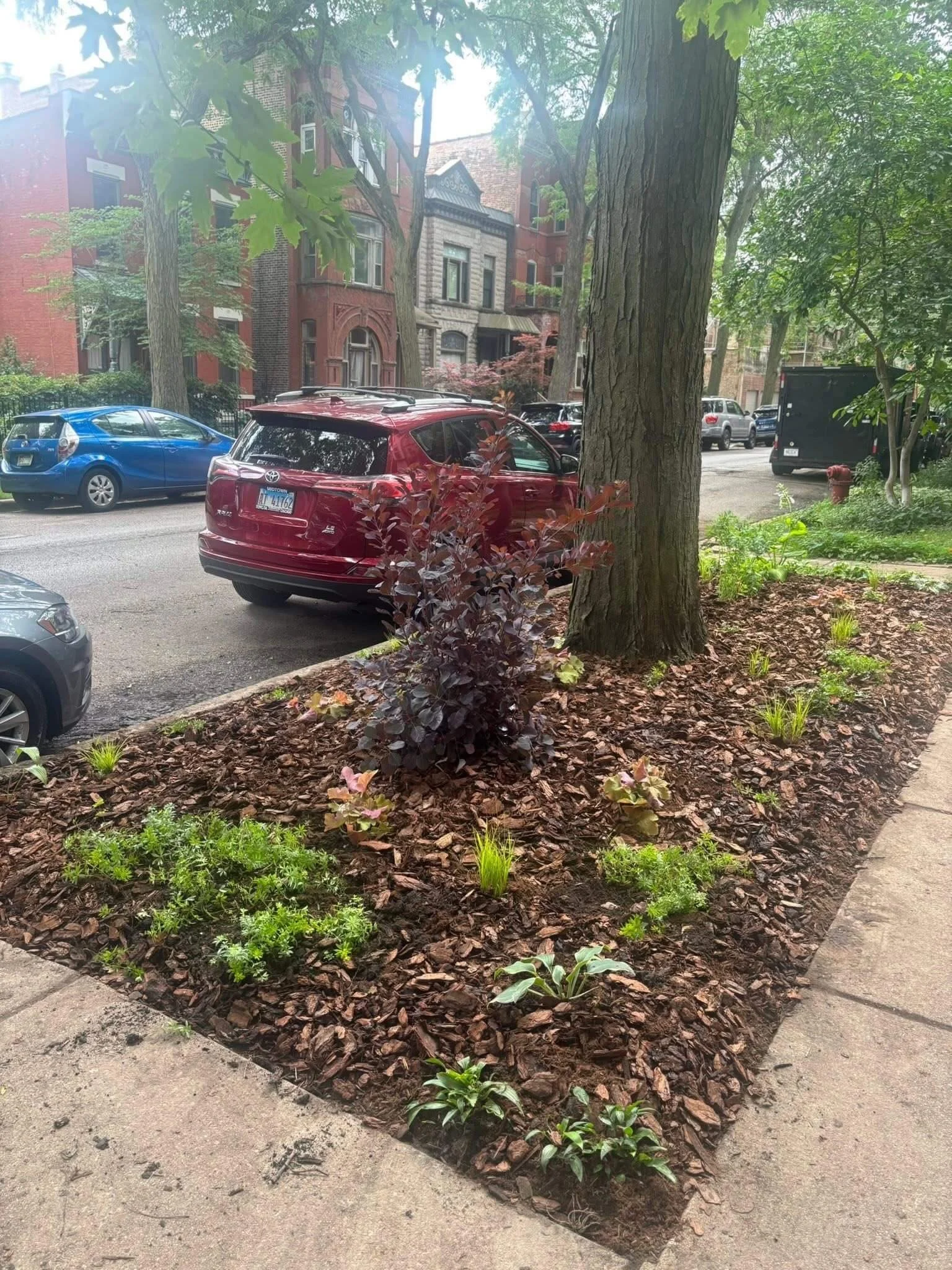 Chicago residential streetscape showing a newly installed native parkway garden with layered plantings and mulch