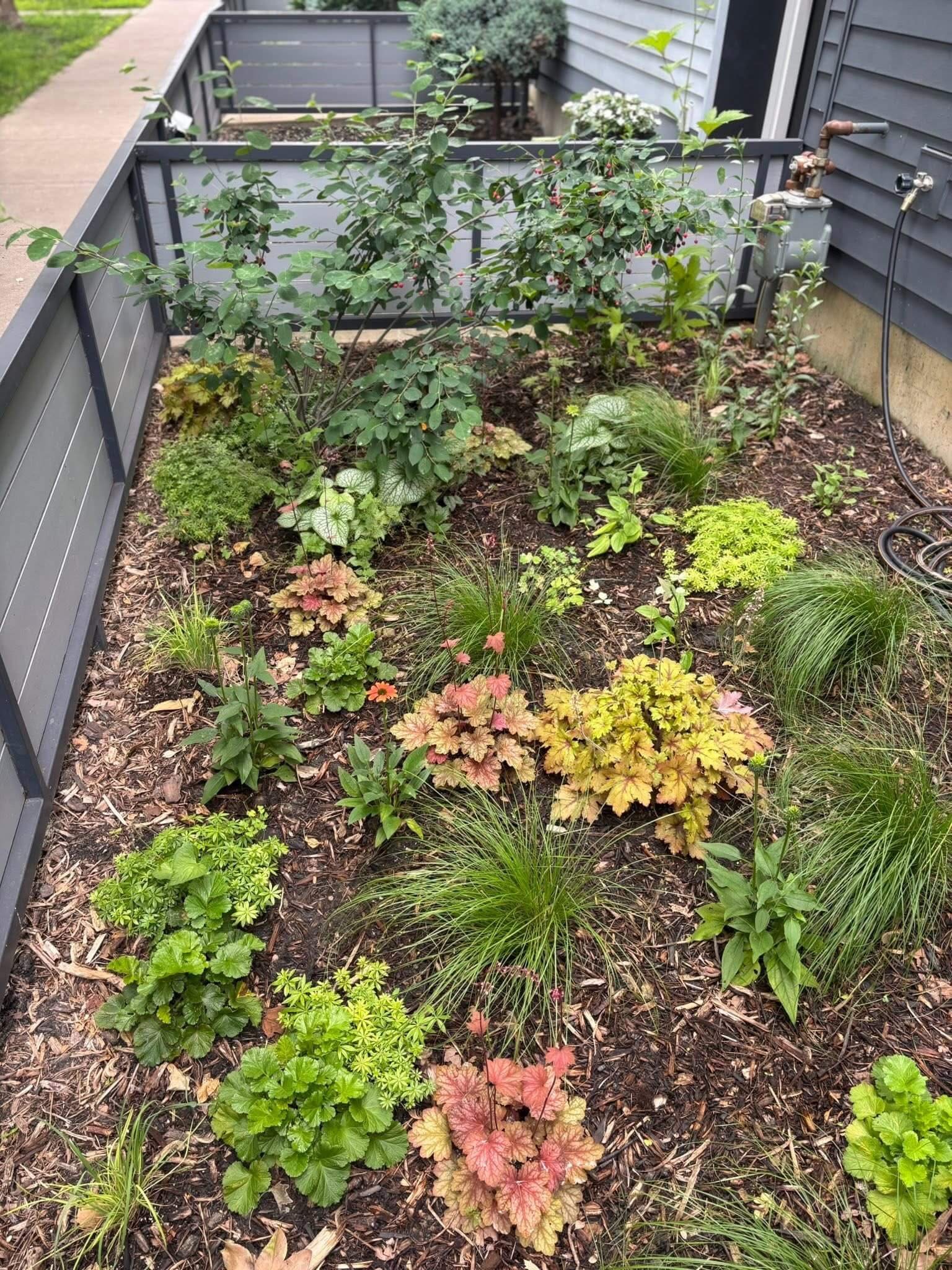 Finished native garden in a Logan Square Chicago front yard with lush layered plantings, grasses, and cohesive design