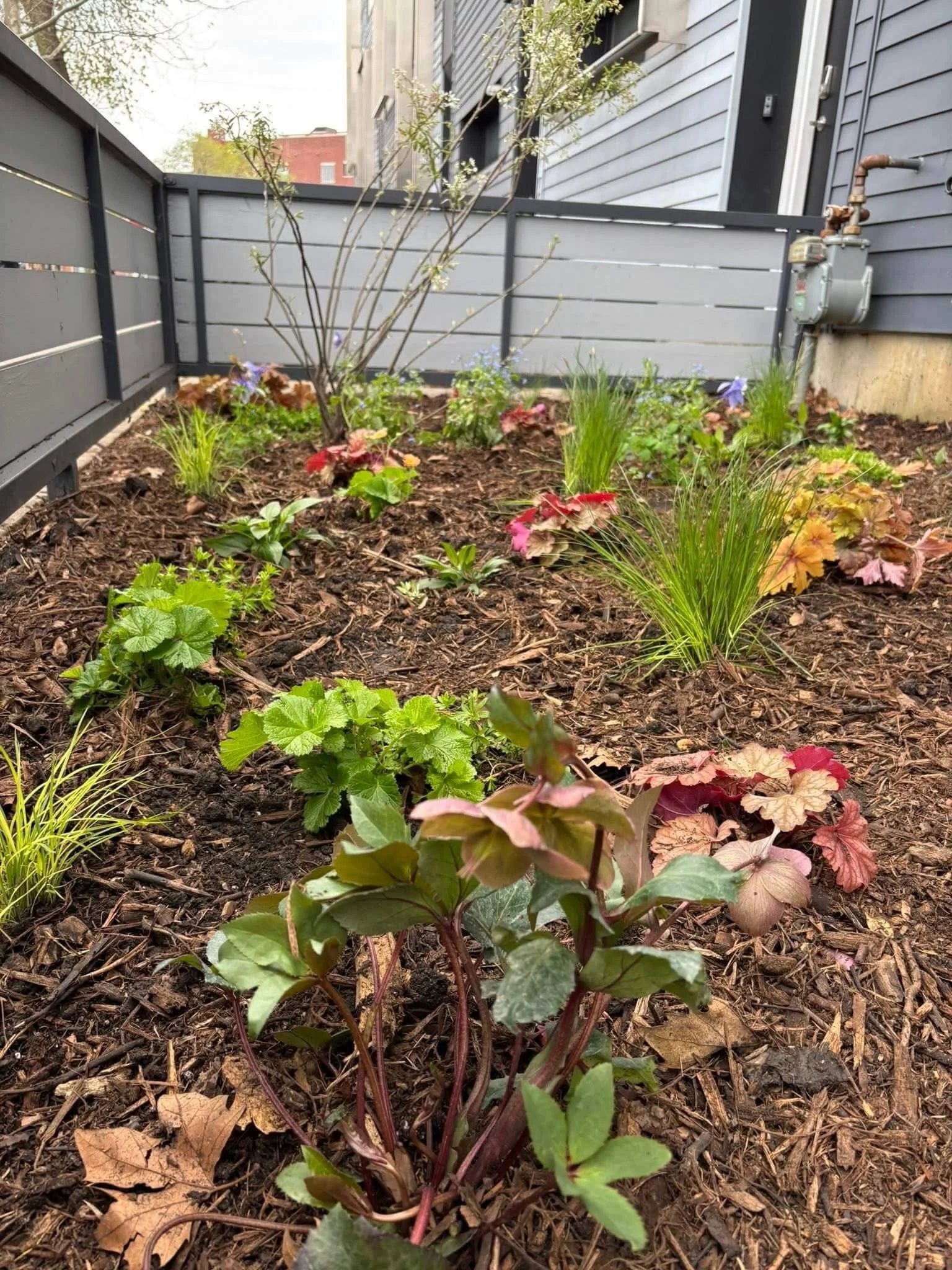 Establishing native garden in a Logan Square front yard with layered plantings, shrubs, and early seasonal growth