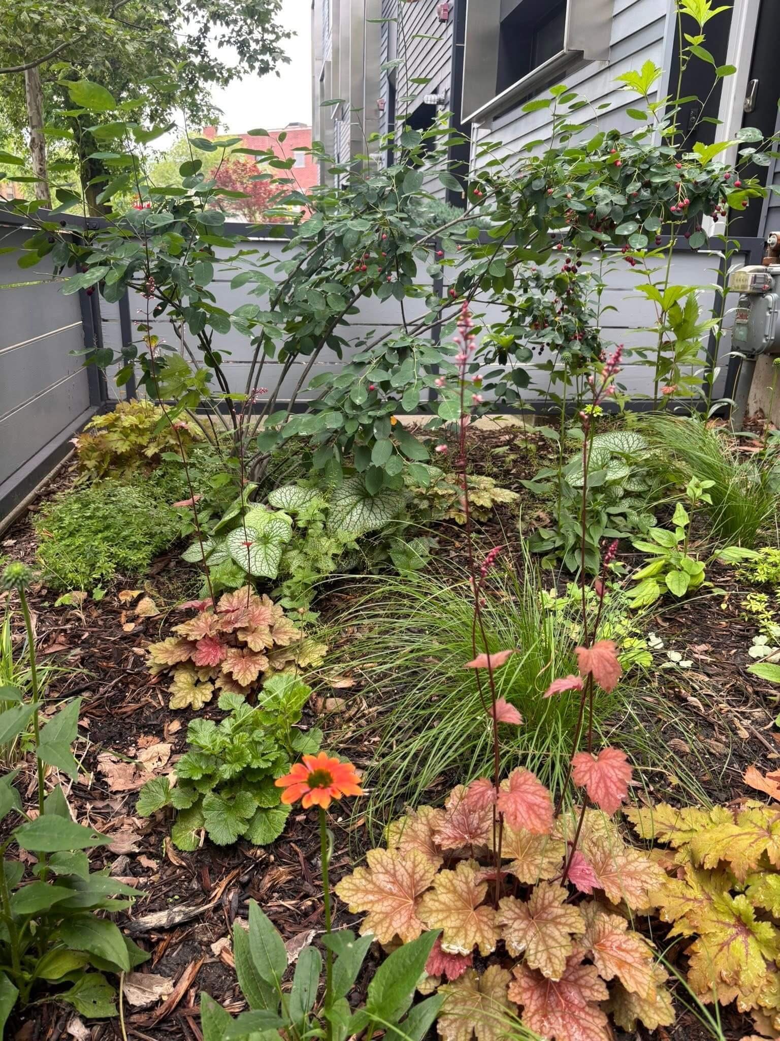 Close up of newly installed native perennials and grasses in a Chicago urban front yard garden in Logan Square