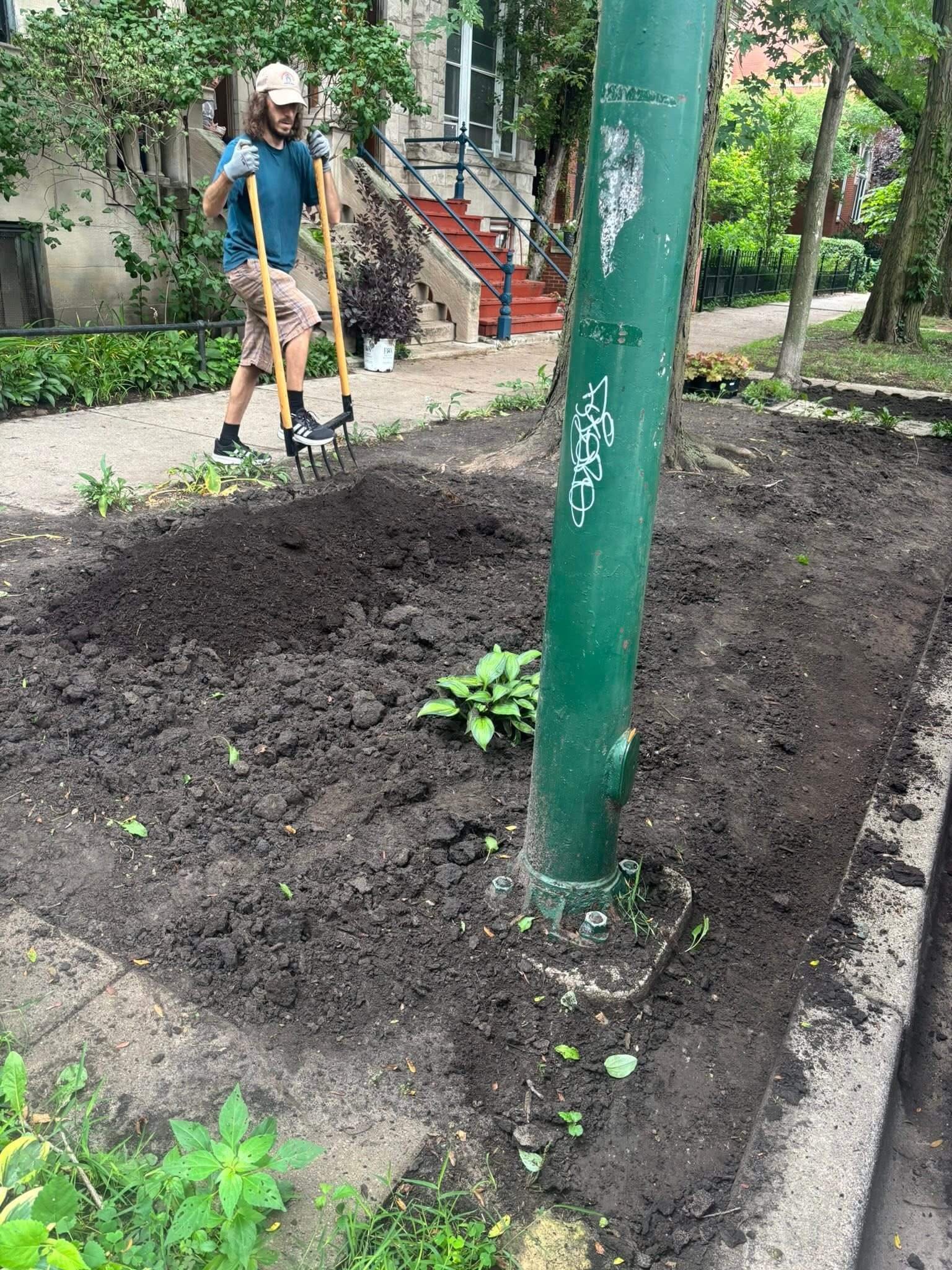 Native garden installation in a Chicago parkway with soil preparation underway around a street tree