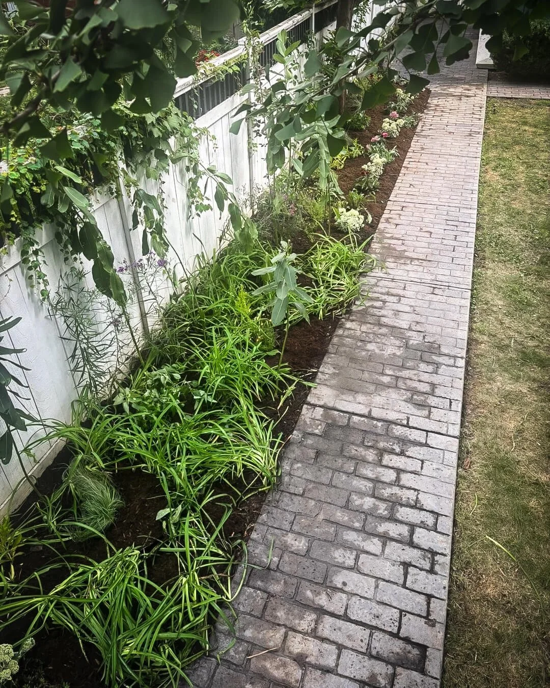 Chicago native plant garden pathway showing thoughtful ecological design process by Spoke Pockette.