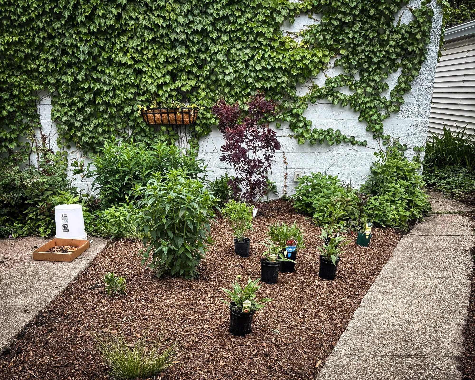 Chicago garden design and installation showing native plant layout before planting by Spoke Pockette.