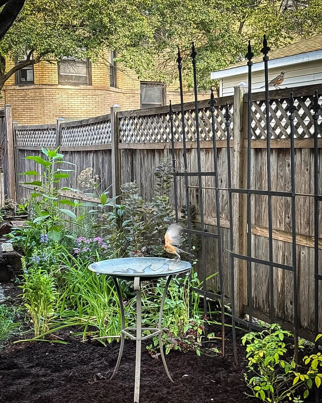 Oak Park backyard transformed with layered native shade planting along fence and bird habitat (with landing bird!)