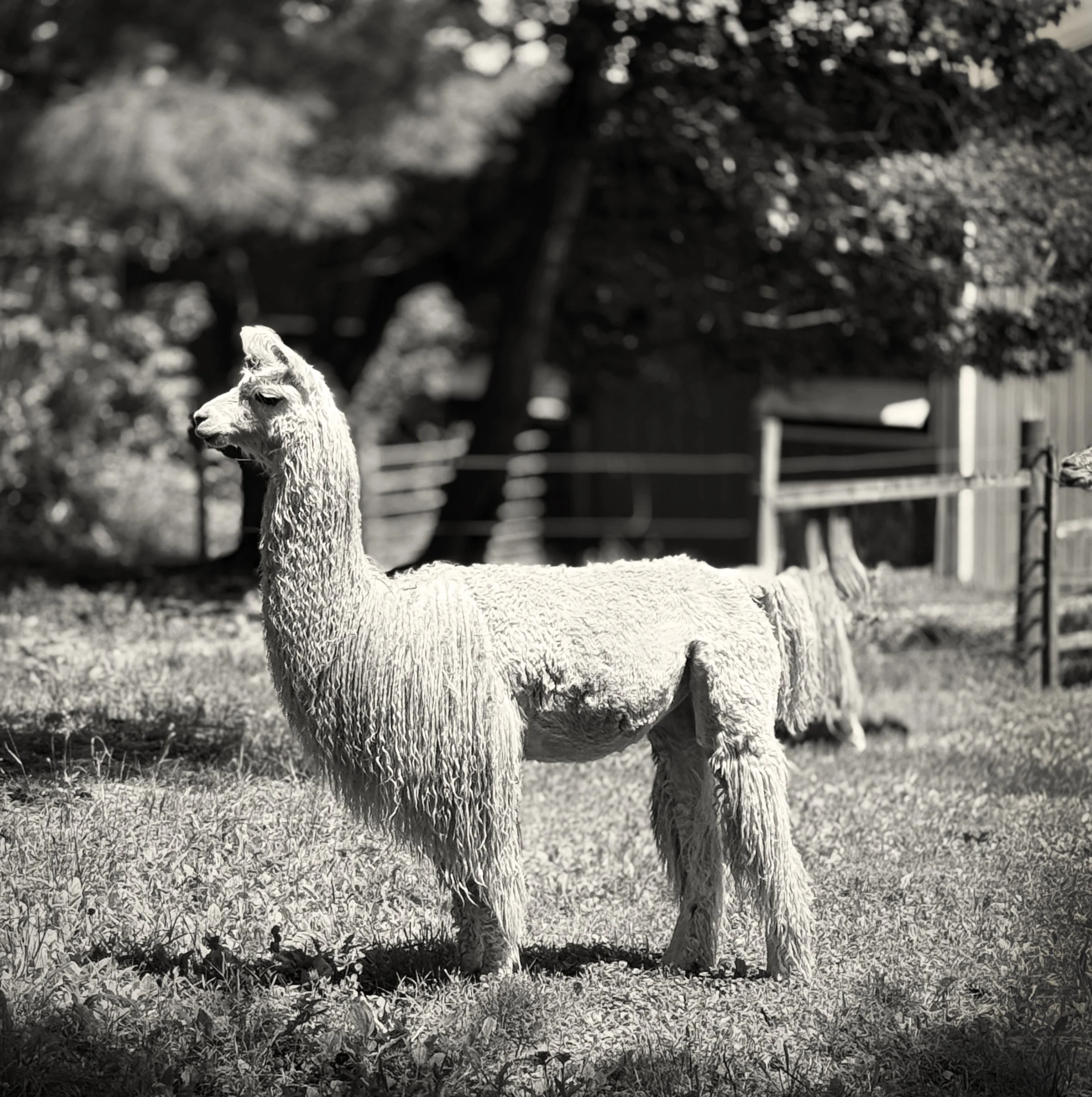 Half Shorn