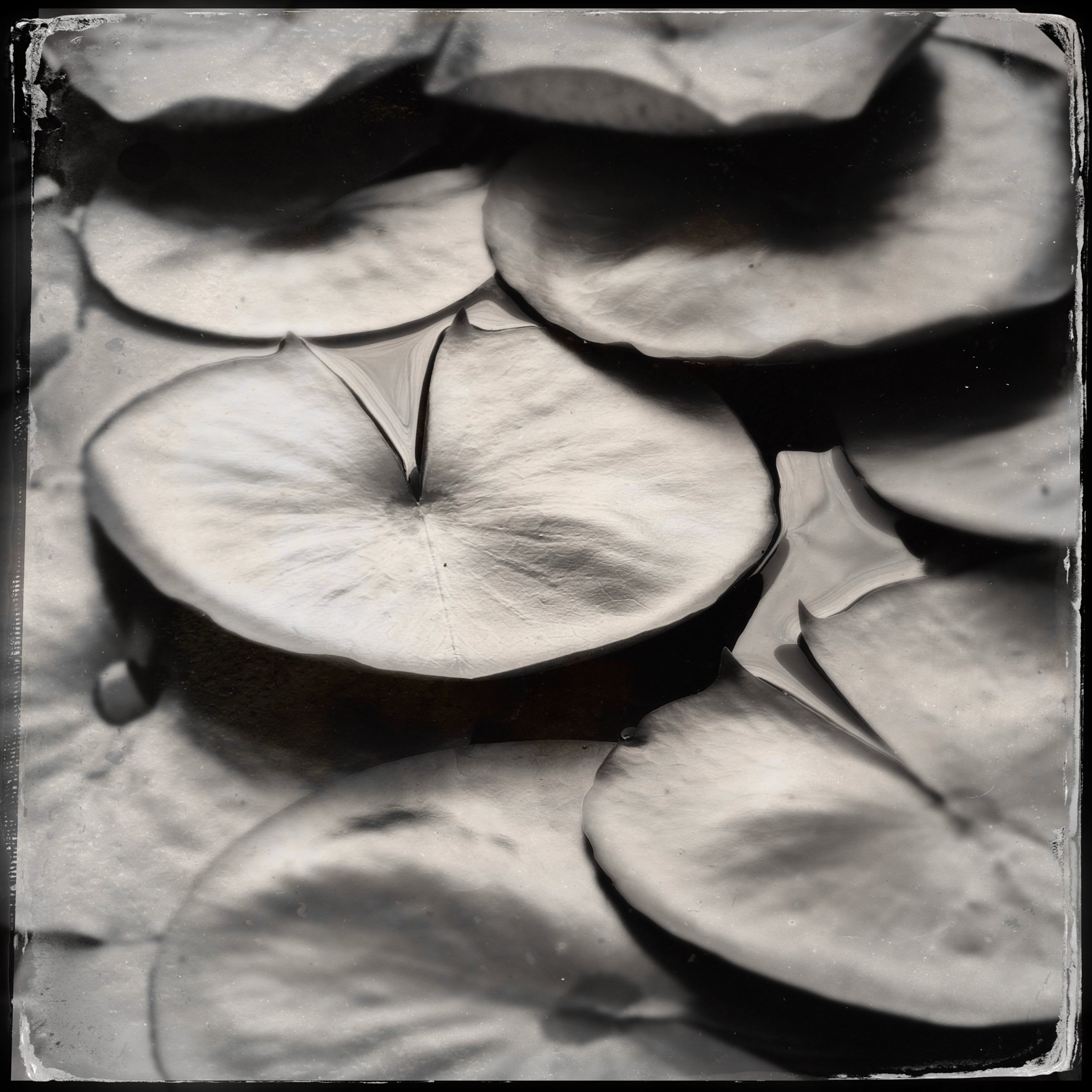 water lily pads @Deborah Raven 2025.jpg