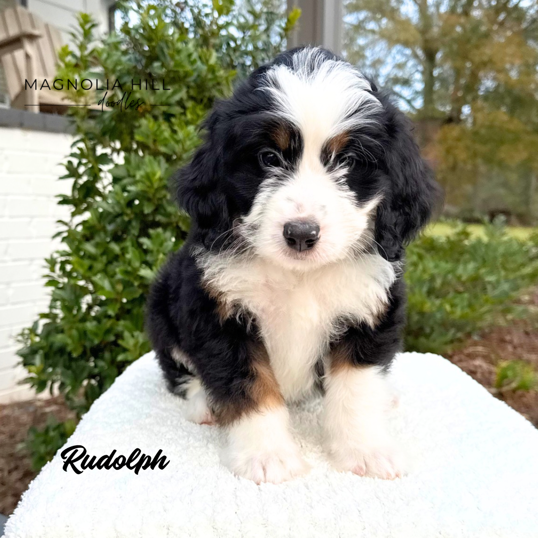 Santa's Helpers Eight Weeks - 7.PNG