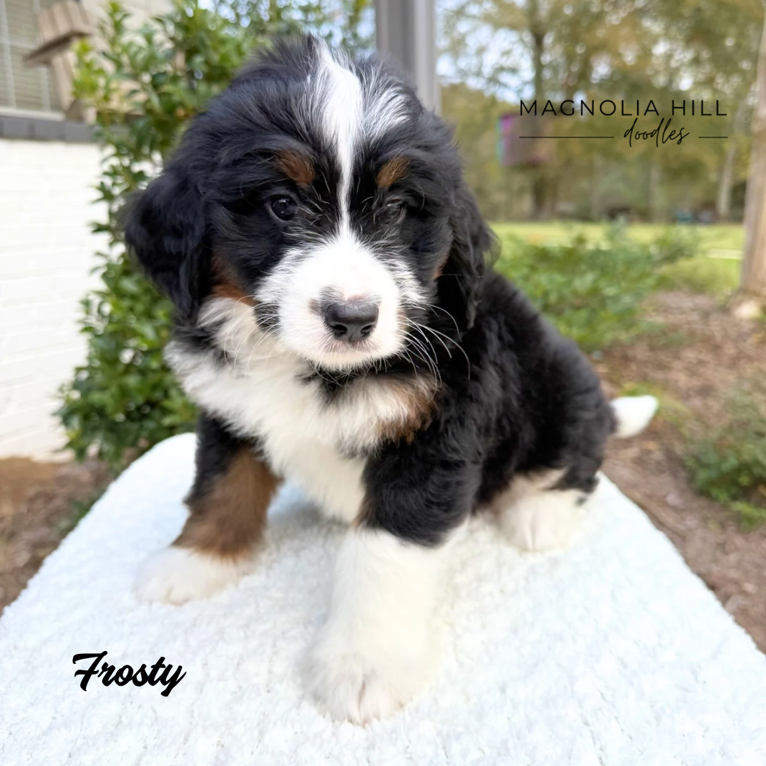 Santa's Helpers Eight Weeks - 6.PNG