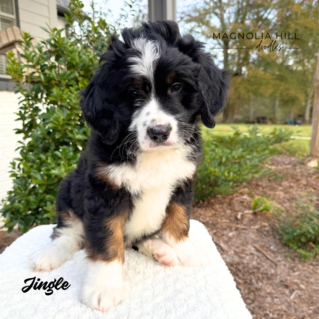 Santa's Helpers Eight Weeks - 3.PNG