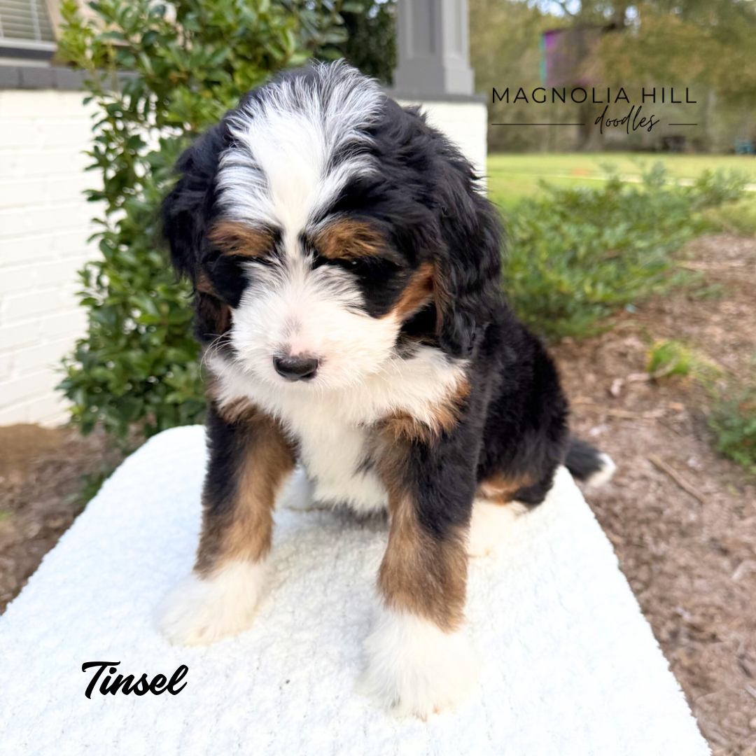 Santa's Helpers Eight Weeks - 5.PNG