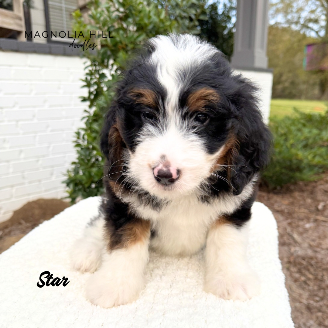 Santa's Helpers Eight Weeks - 10.PNG