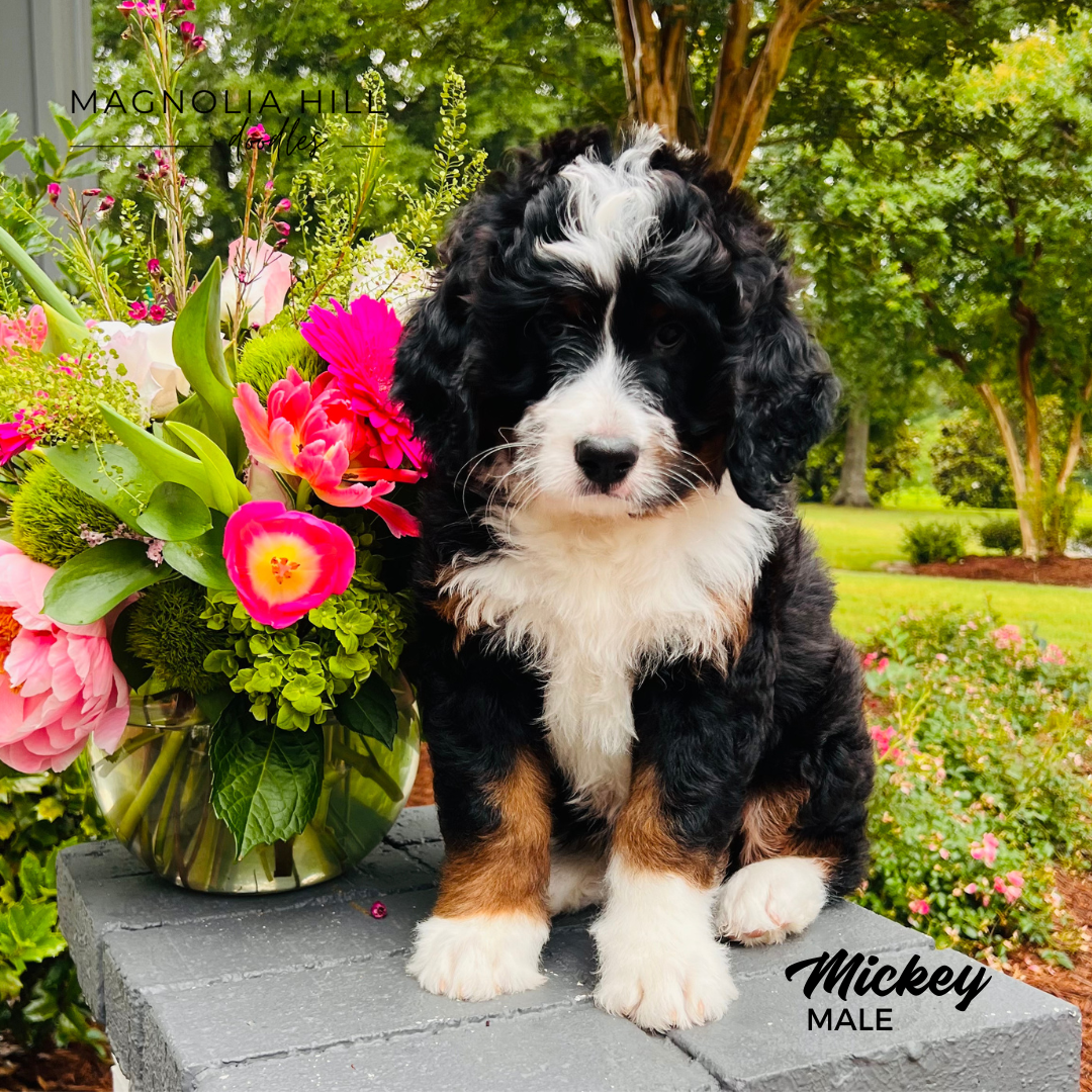 Dynamic Duo Litter Eight Weeks.png