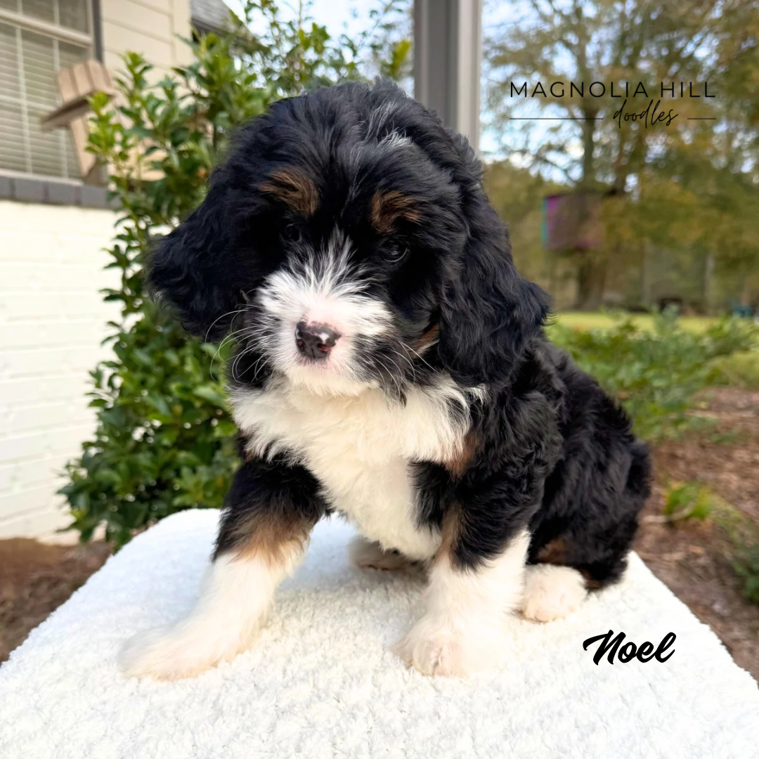 Santa's Helpers Eight Weeks - 4.PNG