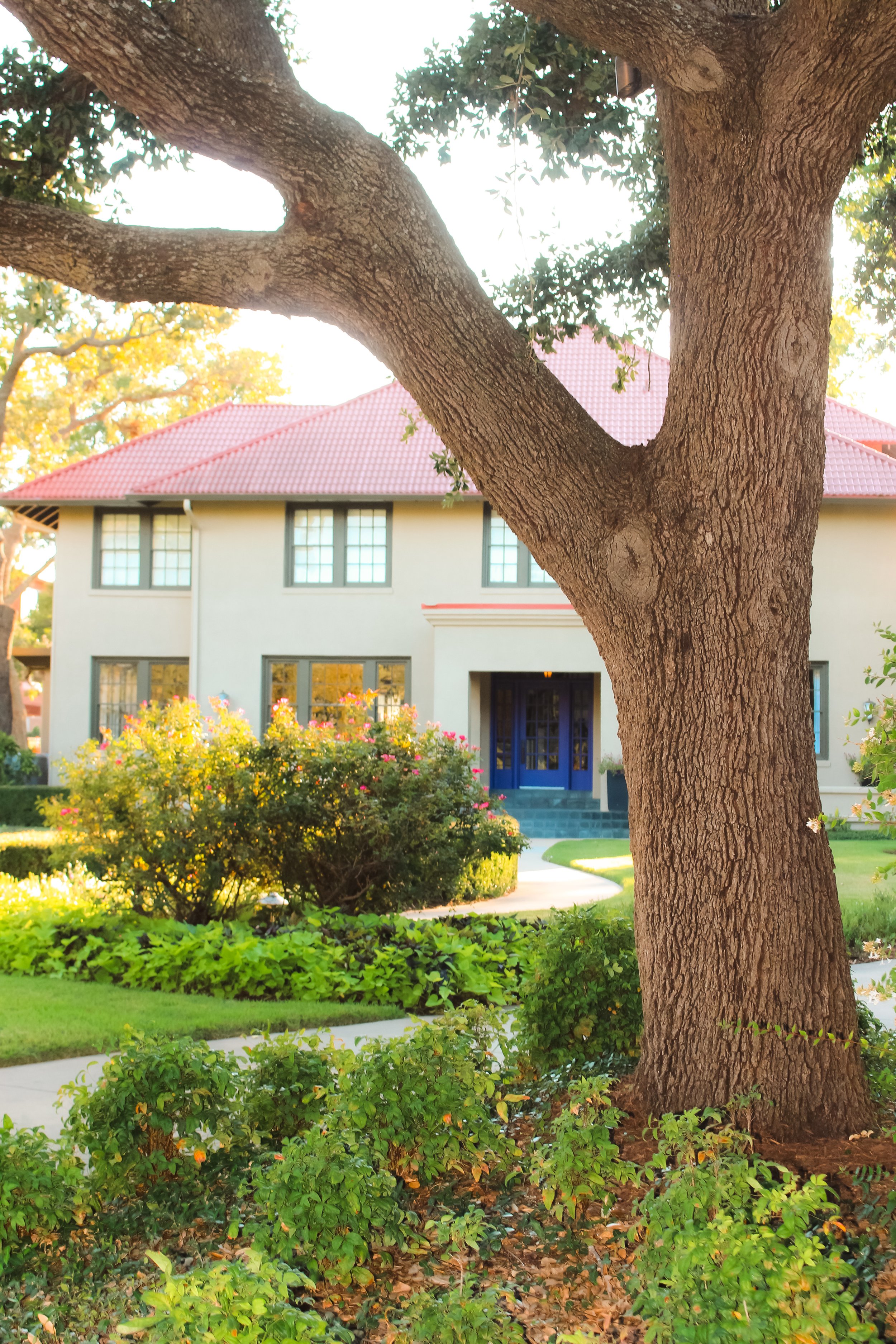 A large tree with thick branches and textured bark in the front yard of a house with a red-tiled roof, white exterior, and blue front door, surrounded by green bushes and lawn in the daytime.