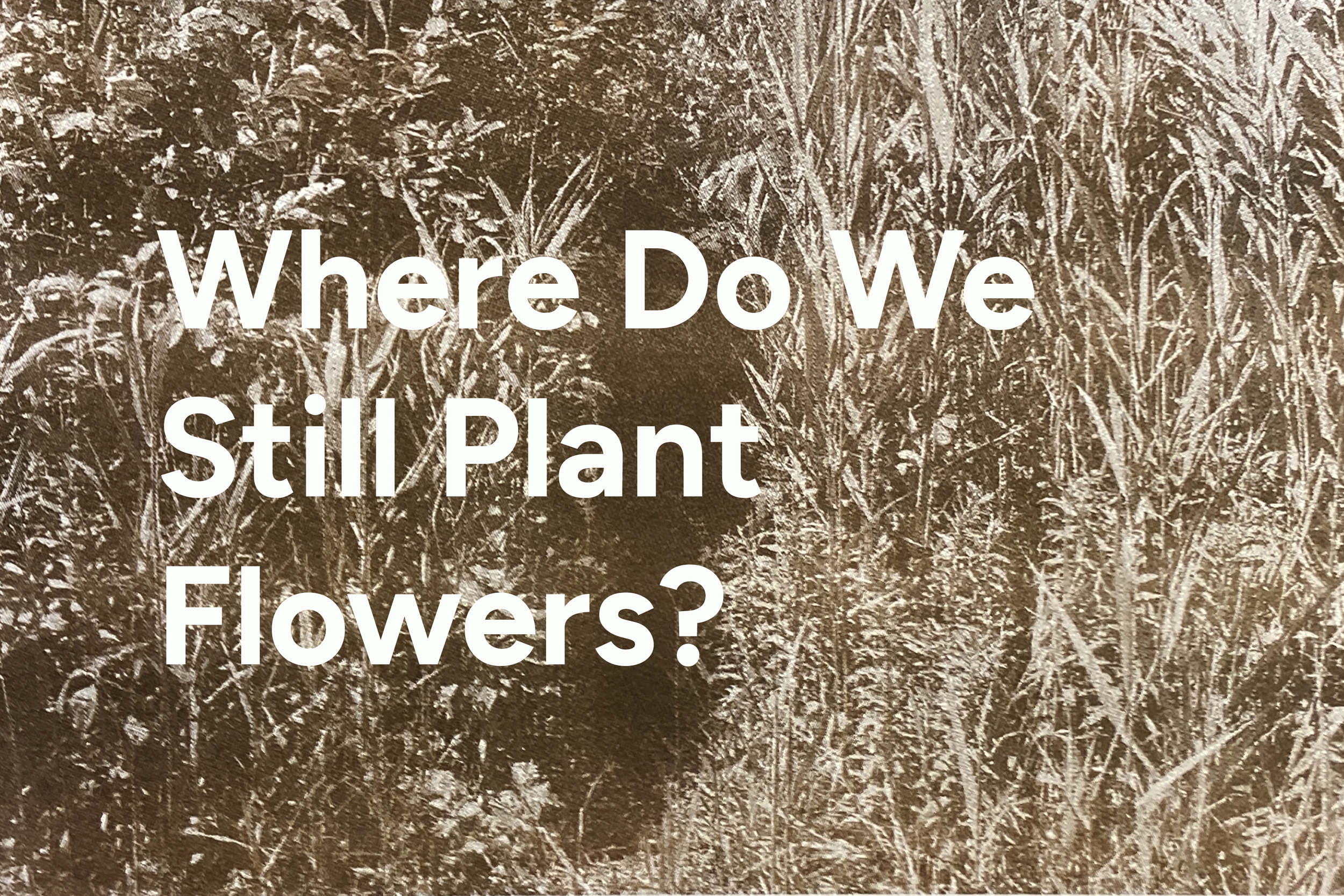 Where Do We Still Plant Flowers?