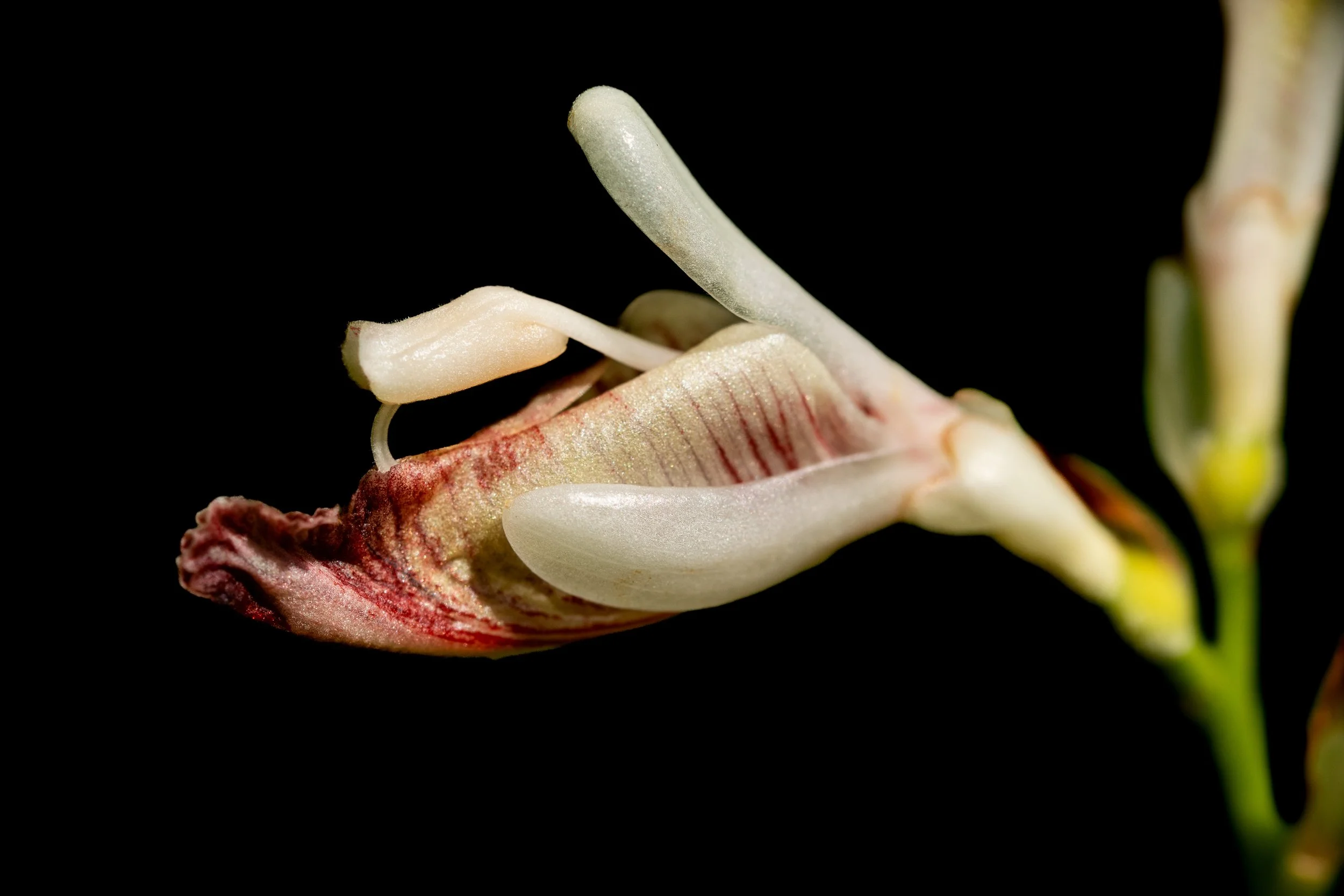 Dragon's Whisper 2024