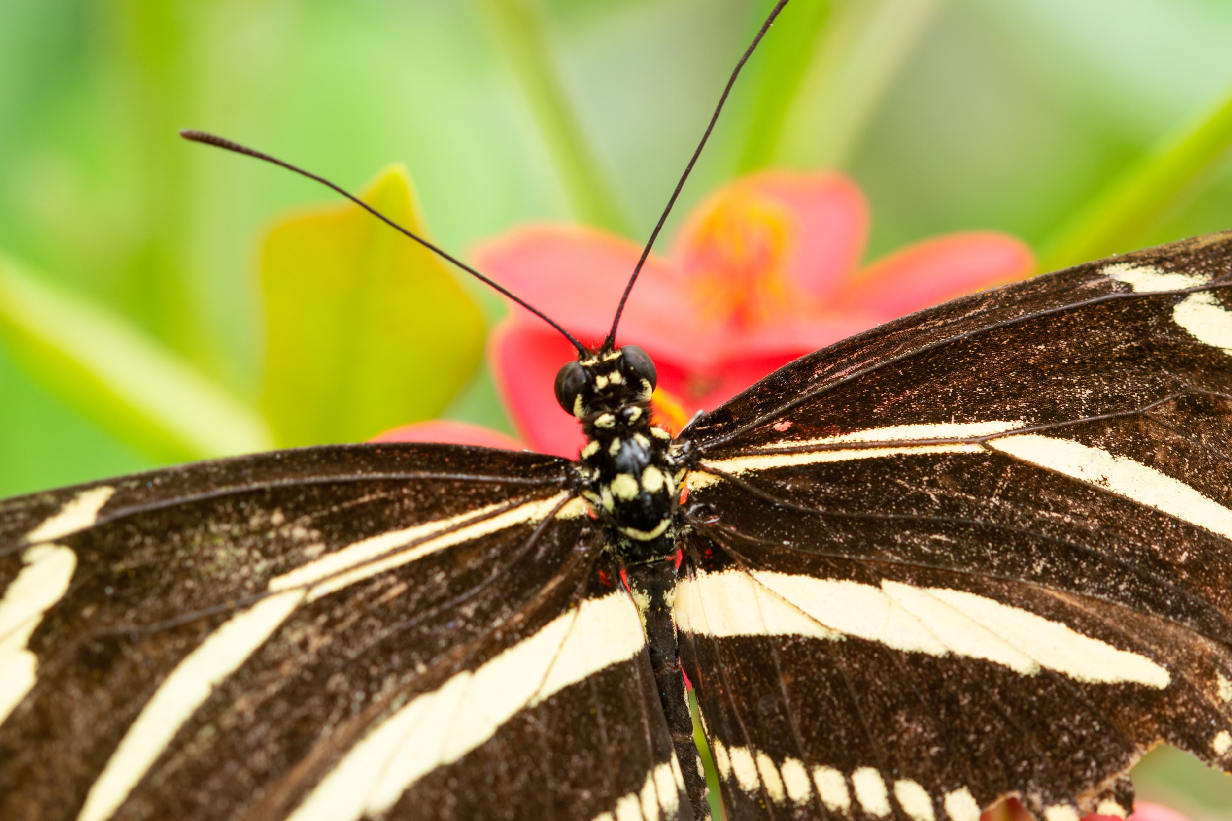 Botanical Dancer - Zebra Longwing 2025