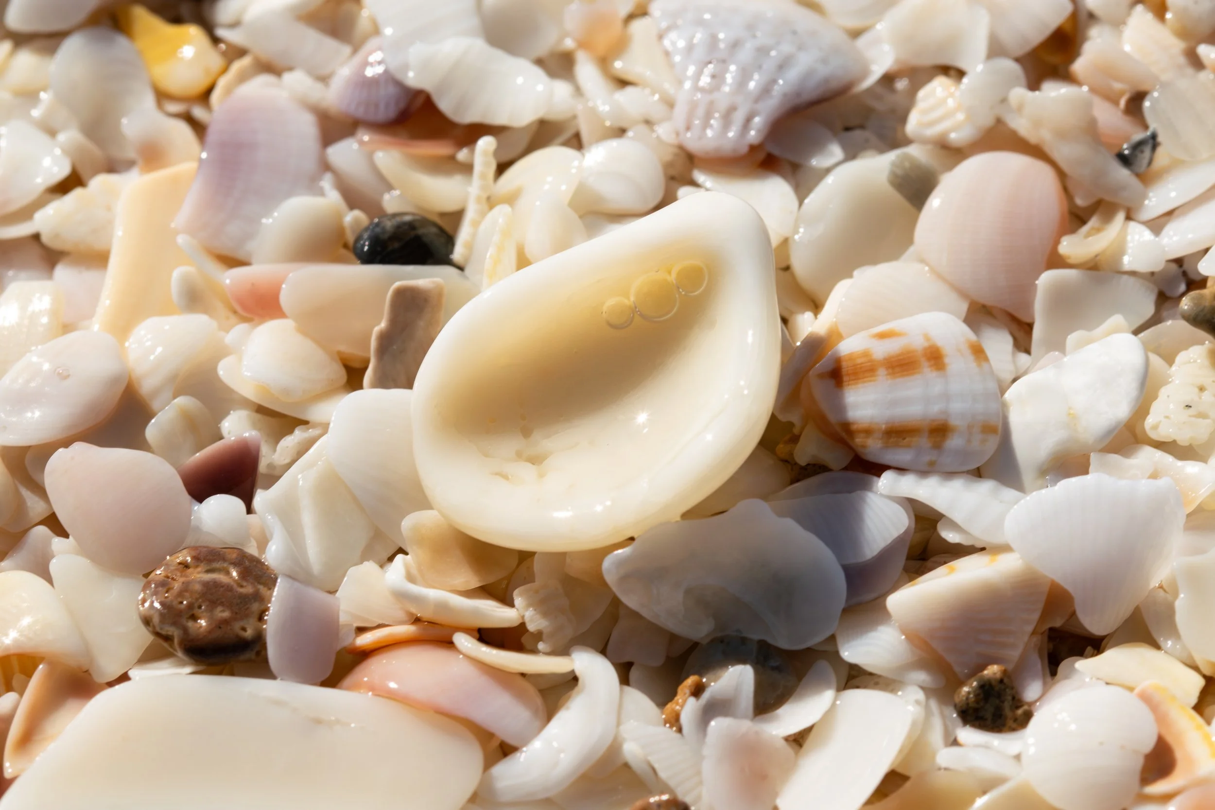 Seashells by the Shore, 2025
