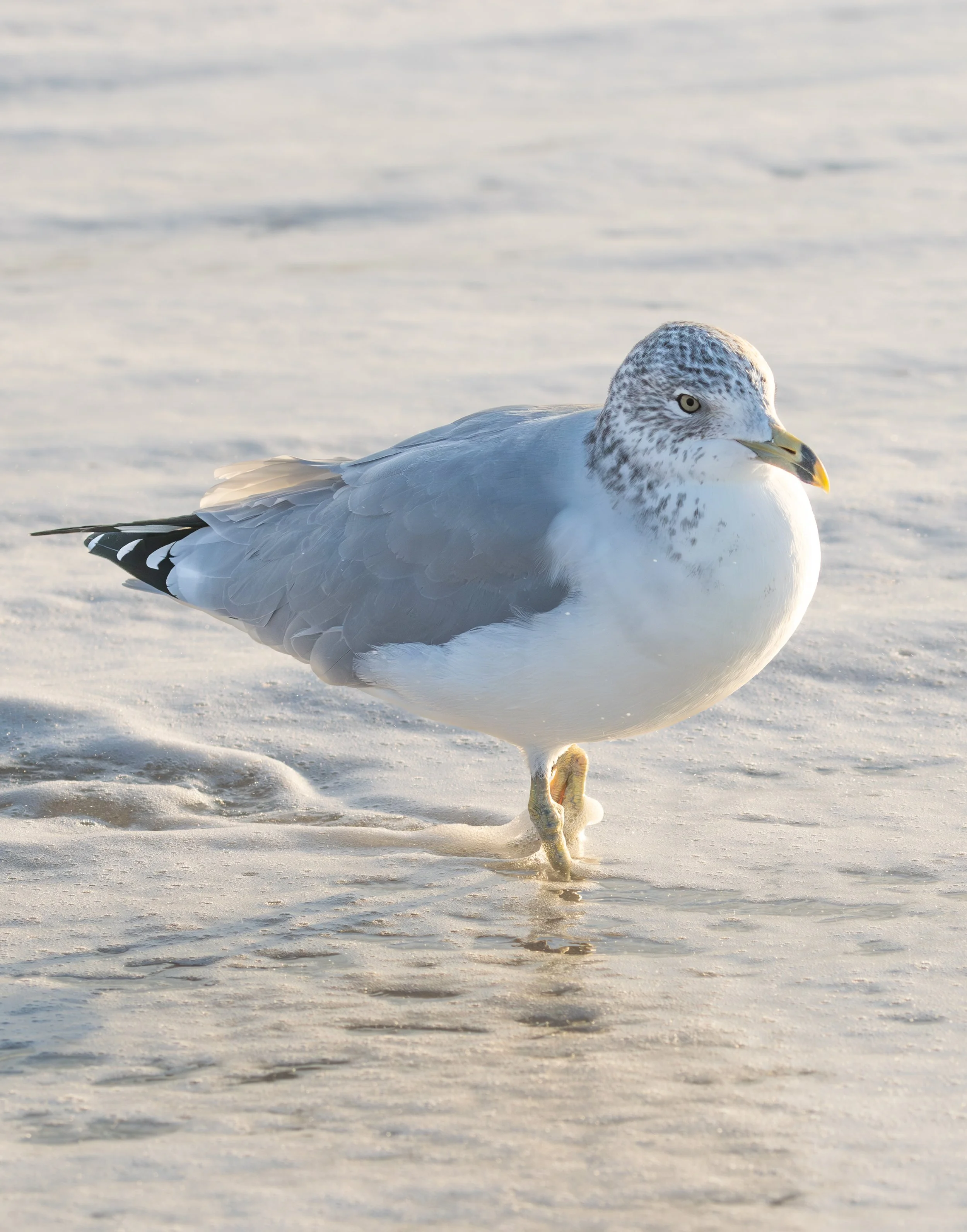 Coastal Stroll, 2024