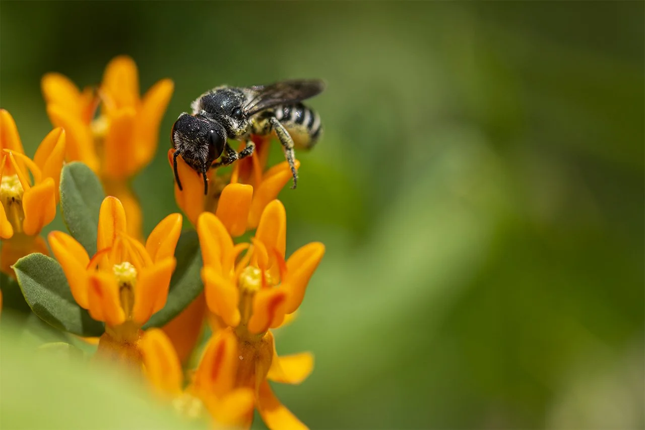 Taste of Summer 2021