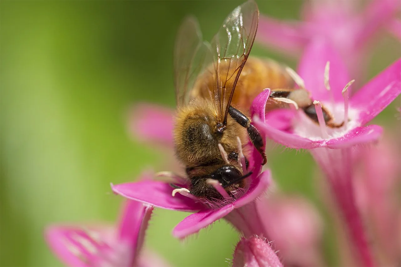 Honeybee on Pink Pentas 2022