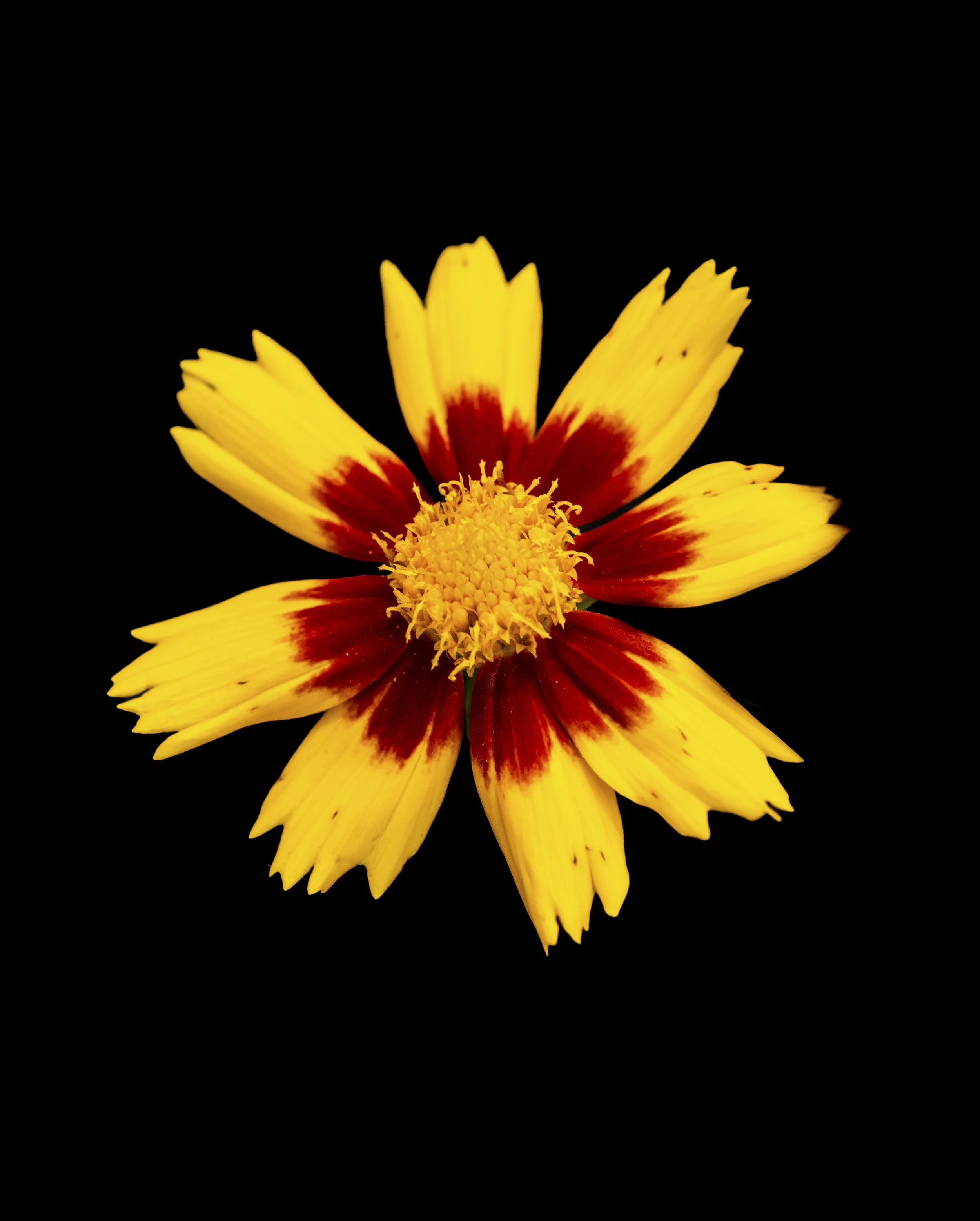 Golden Coreposis: State Wildlfower of Florida 2025