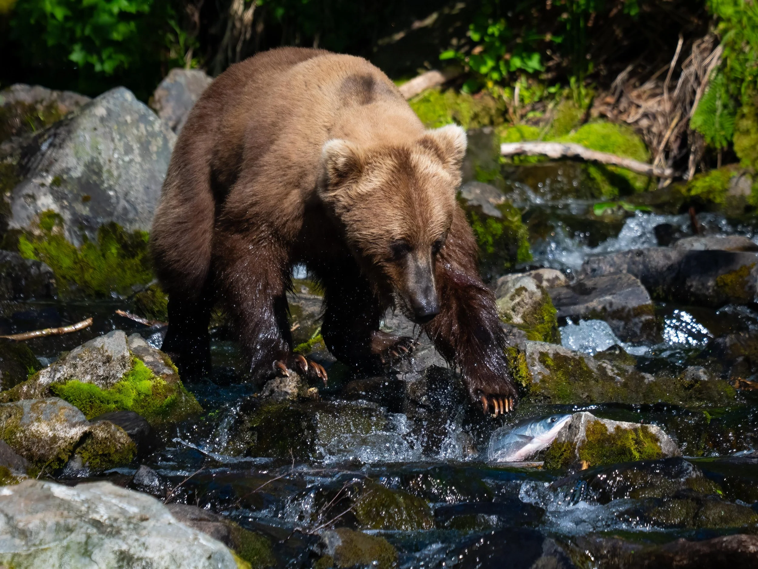 DSC_4667-Edit.jpg
