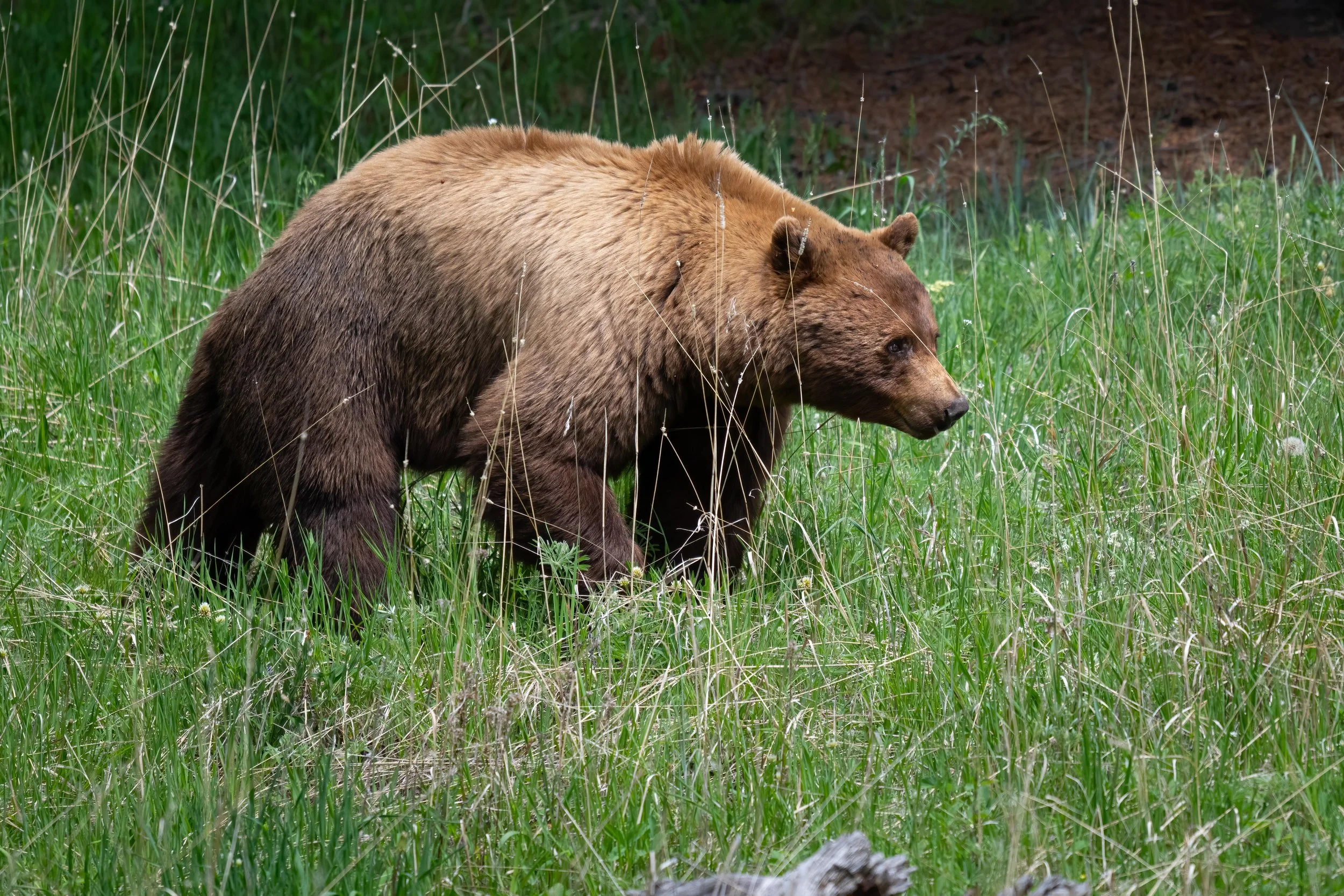 _DSC1953-Edit.jpg