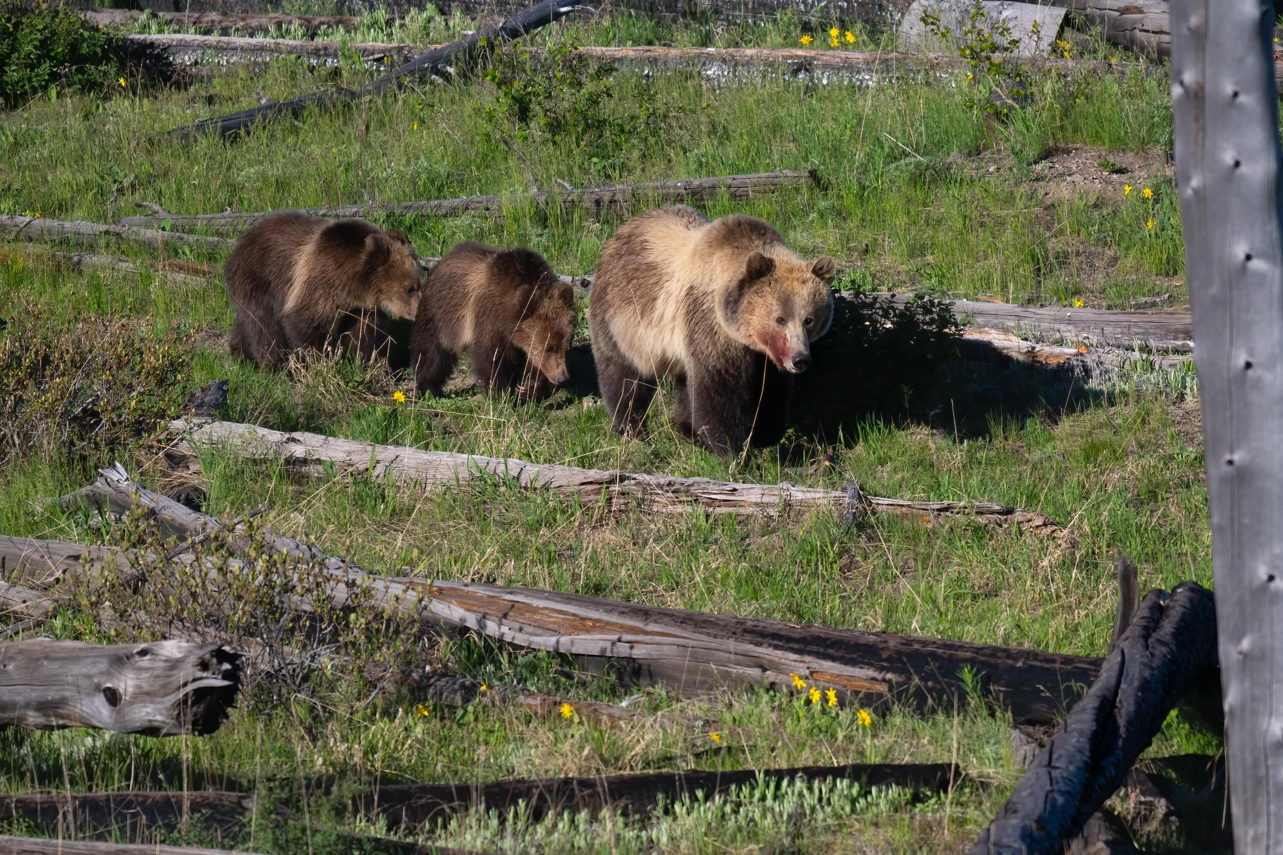 _DSC2699-Edit.jpg