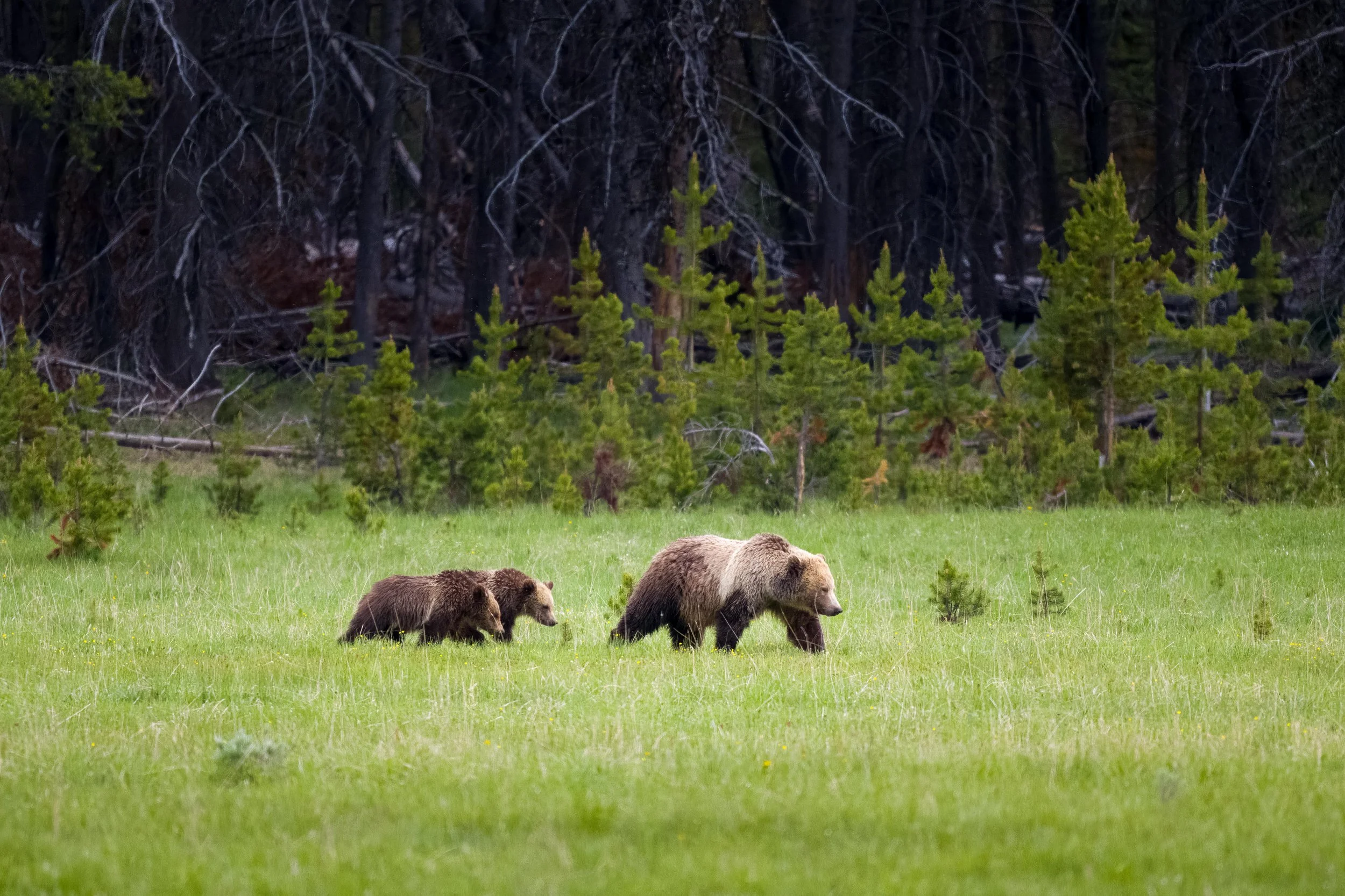 _DSC5650-DeNoiseAI-raw-Edit.jpg