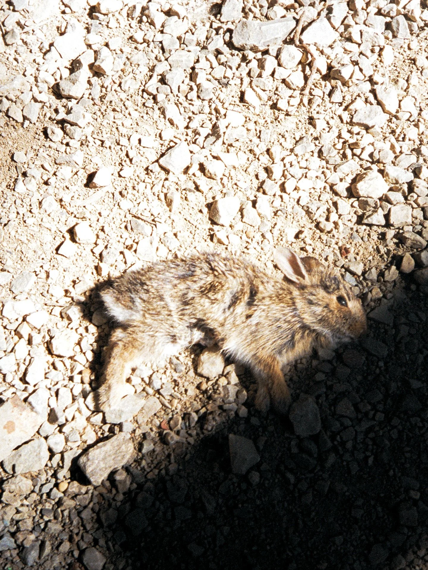 &ldquo;Self Portrait, If I Never Walked Away From Them&rdquo;. Narrative One. (Slides 2-5)