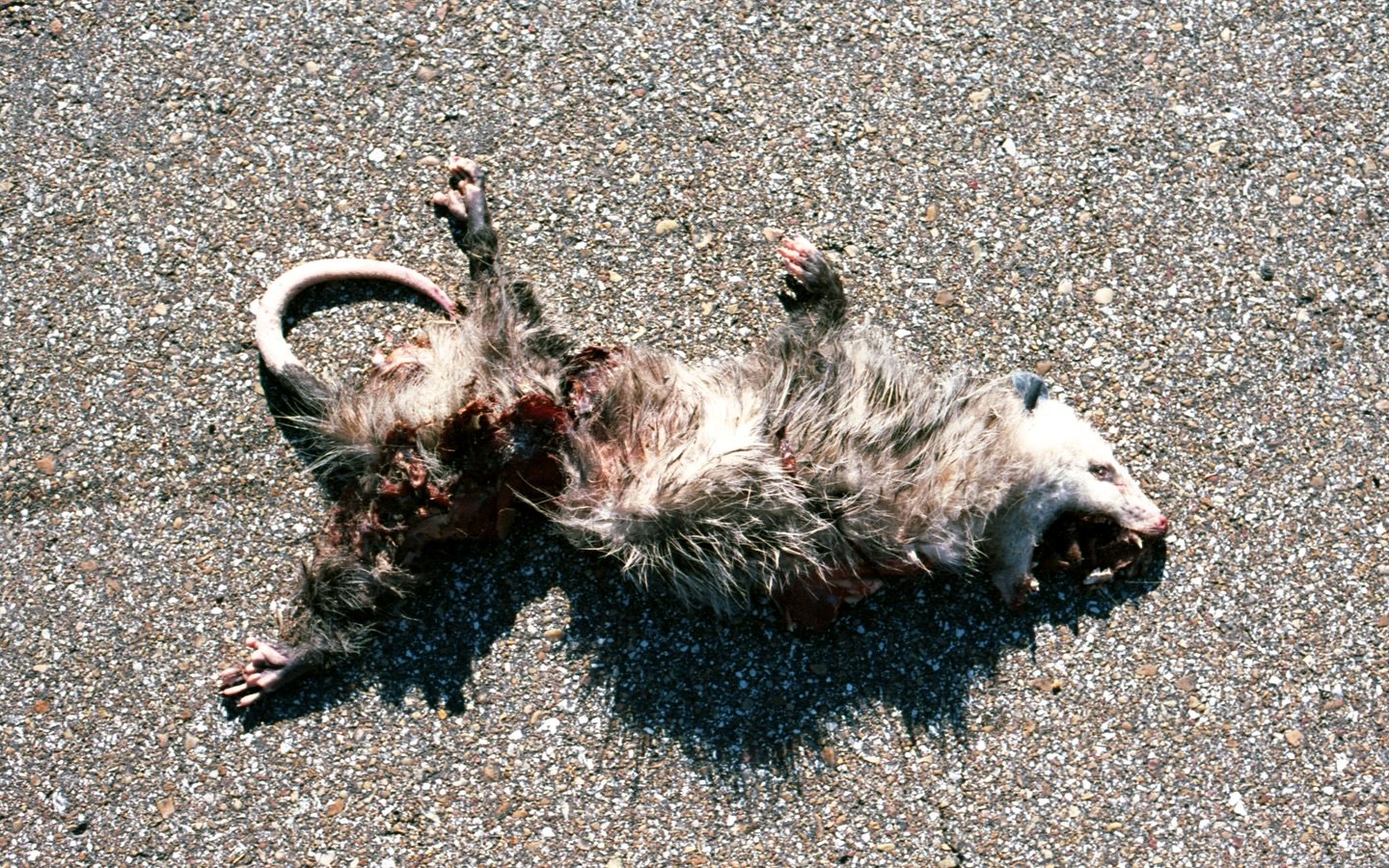 Those who respect the land can hear it. Narrative Two. (Slide 2-3)

&ldquo;From the deepest parts of the soil on which I live atop, I feel every one of them who came to her in the night desperate. All that walked away new.&rdquo; (2021)