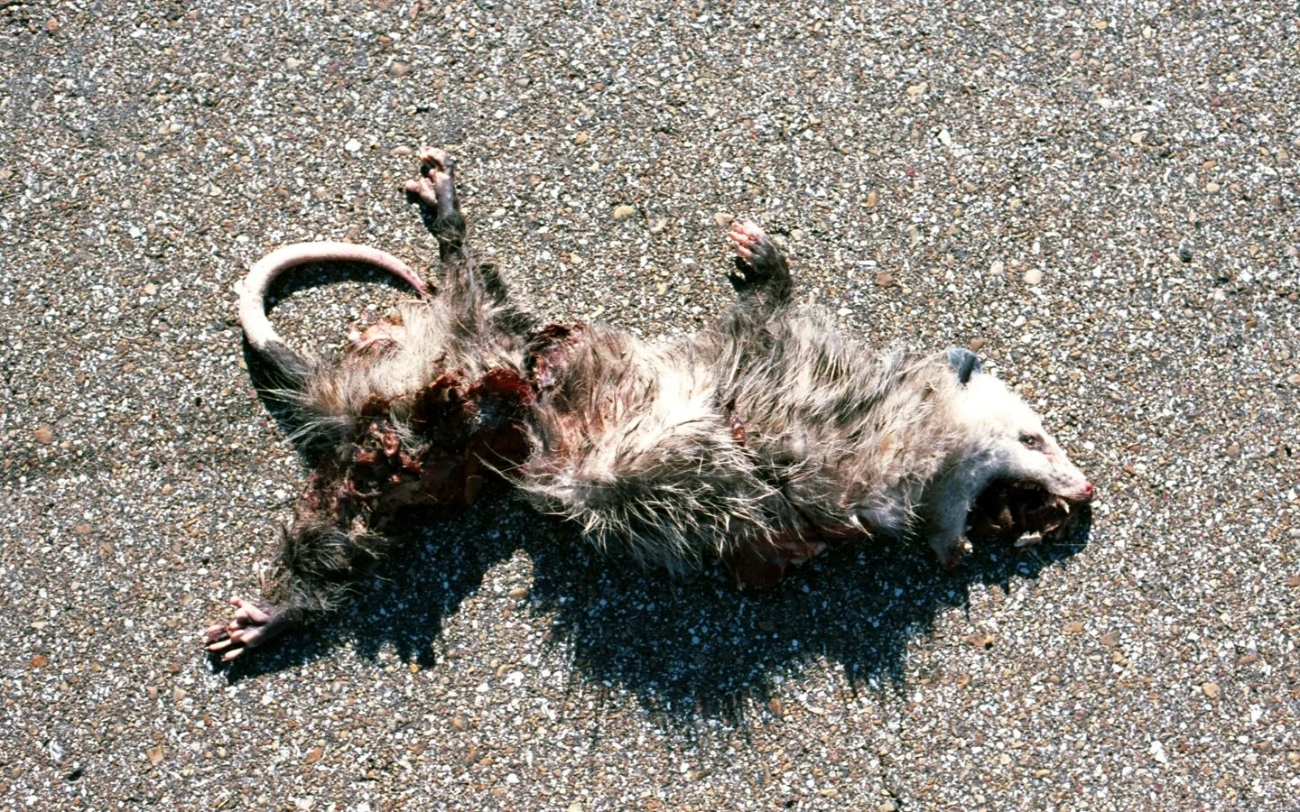 Those who respect the land can hear it. Narrative Two. (Slide 2-3)

&ldquo;From the deepest parts of the soil on which I live atop, I feel every one of them who came to her in the night desperate. All that walked away new.&rdquo; (2021)