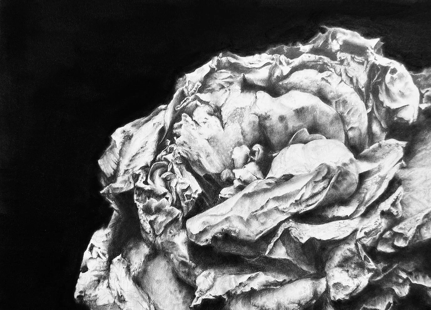 Camellia – dying bud
