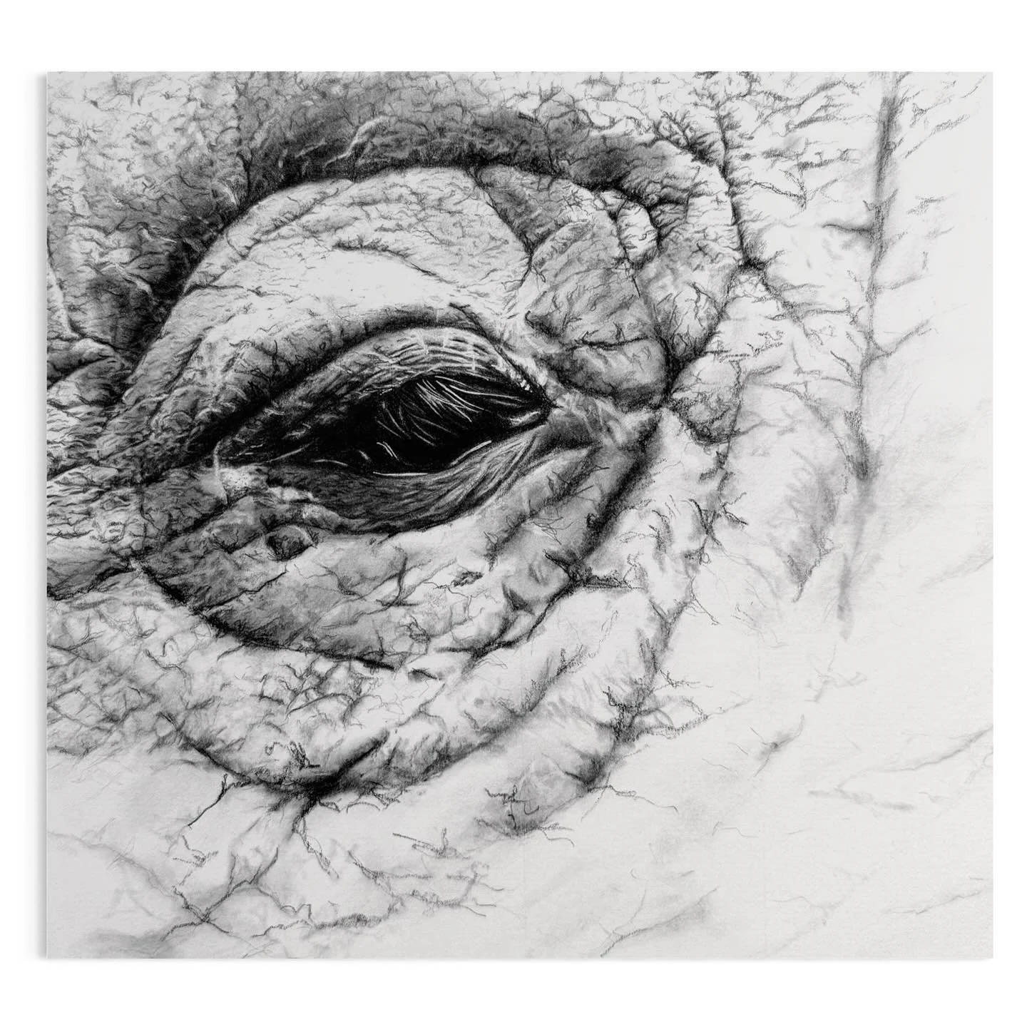 Delighted to hear that &lsquo;Elephant &ndash; fading of a giant&rsquo;, graphite and charcoal drawing, has SOLD at the Pensychnant Conservation Centre Open Exhibition, which has now finished &ndash; with thanks to @parkerharrisco and ArtOpps.

Thank