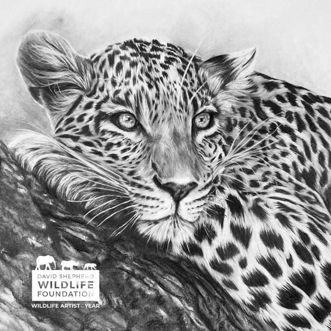 Not to be for me this year...
Huge congratulations to all this year's finalists @dswfwildlifeart &ndash; from what I've seen so far, the standard is high, high, high! 

Unfortunately, this time it was a double no for me (thanks for the lovely message