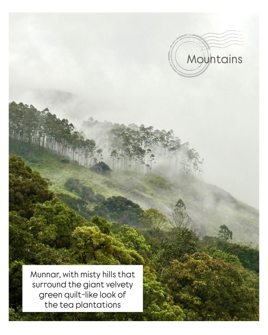 India - Part II
This really has been a trip of distinct differences&ndash; city, mountains and backwaters.

Mountains - tea country and spice plantations.
Mist-covered hills, surrounding bonsai-like quilted green tea plants; interspersed with vibrant