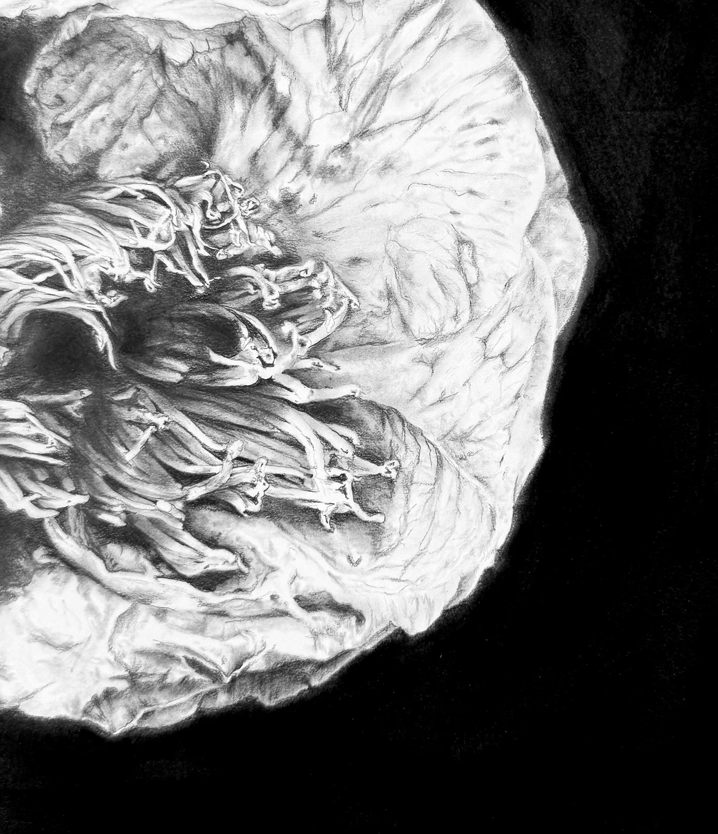 Camellia