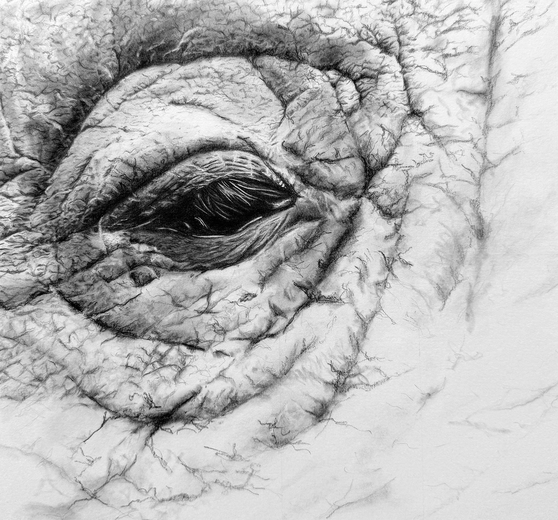 EmmaPRICE_Elephant-fading of a giant.jpg