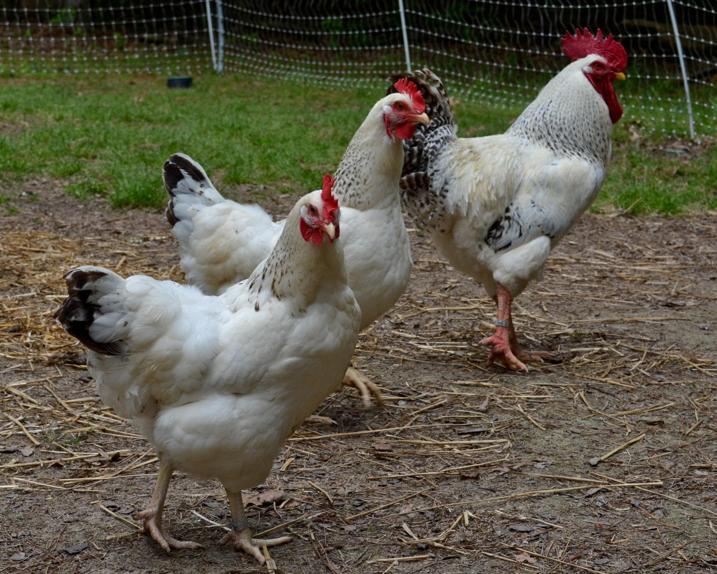 Coop Blog  Choosing the Right Chicken Breeds for a Small Space
