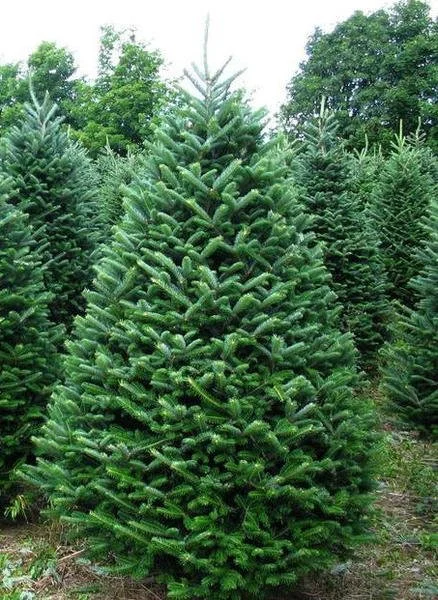 Fraser Fir Christmas Trees