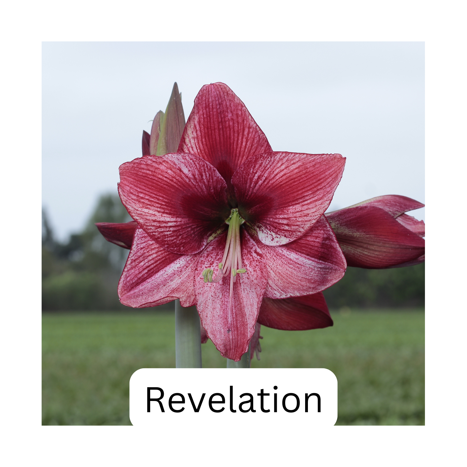 Revelation