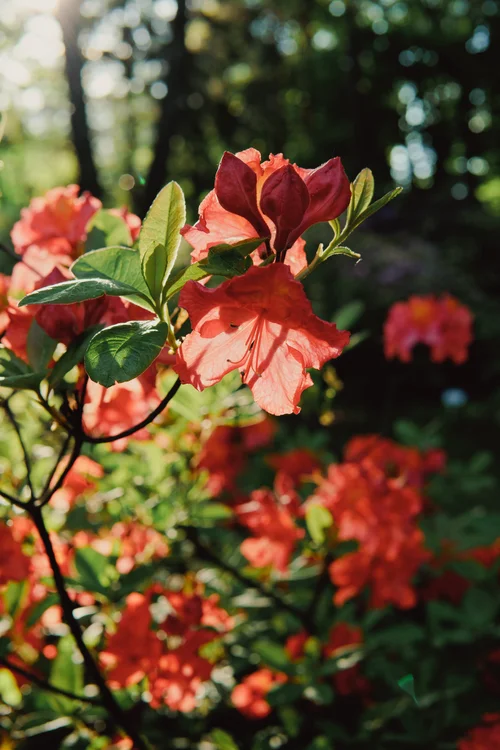 FALL FOR GARDENING IN THE MOUNTAINS-Native Plants of the WNC Mountains